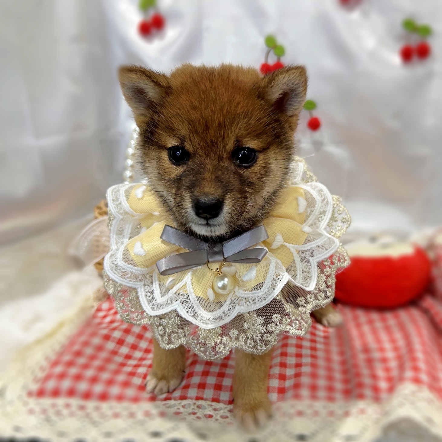 滋賀県の柴犬(標準サイズ) (ペッツワン堅田店/2026年3月1日生まれ/男の子/レッド)の子犬の2枚目の画像