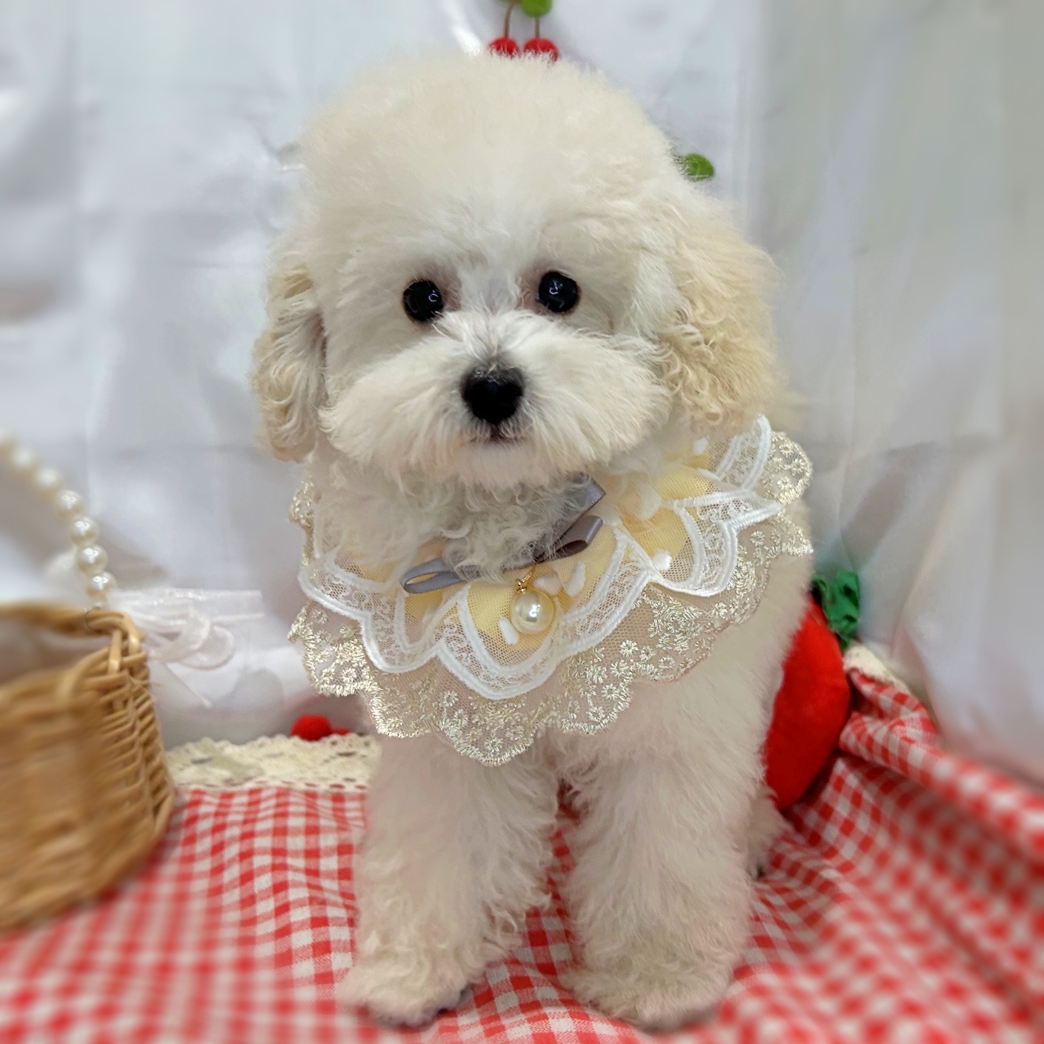 滋賀県のトイプードル(トイ) (ペッツワン堅田店/2026年2月5日生まれ/男の子/ホワイト)の子犬の1枚目の画像
