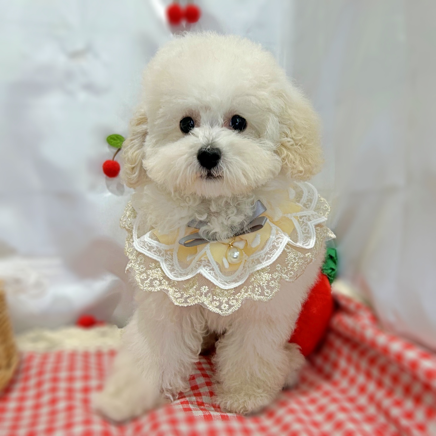 滋賀県のトイプードル(トイ) (ペッツワン堅田店/2026年2月5日生まれ/男の子/ホワイト)の子犬の3枚目の画像