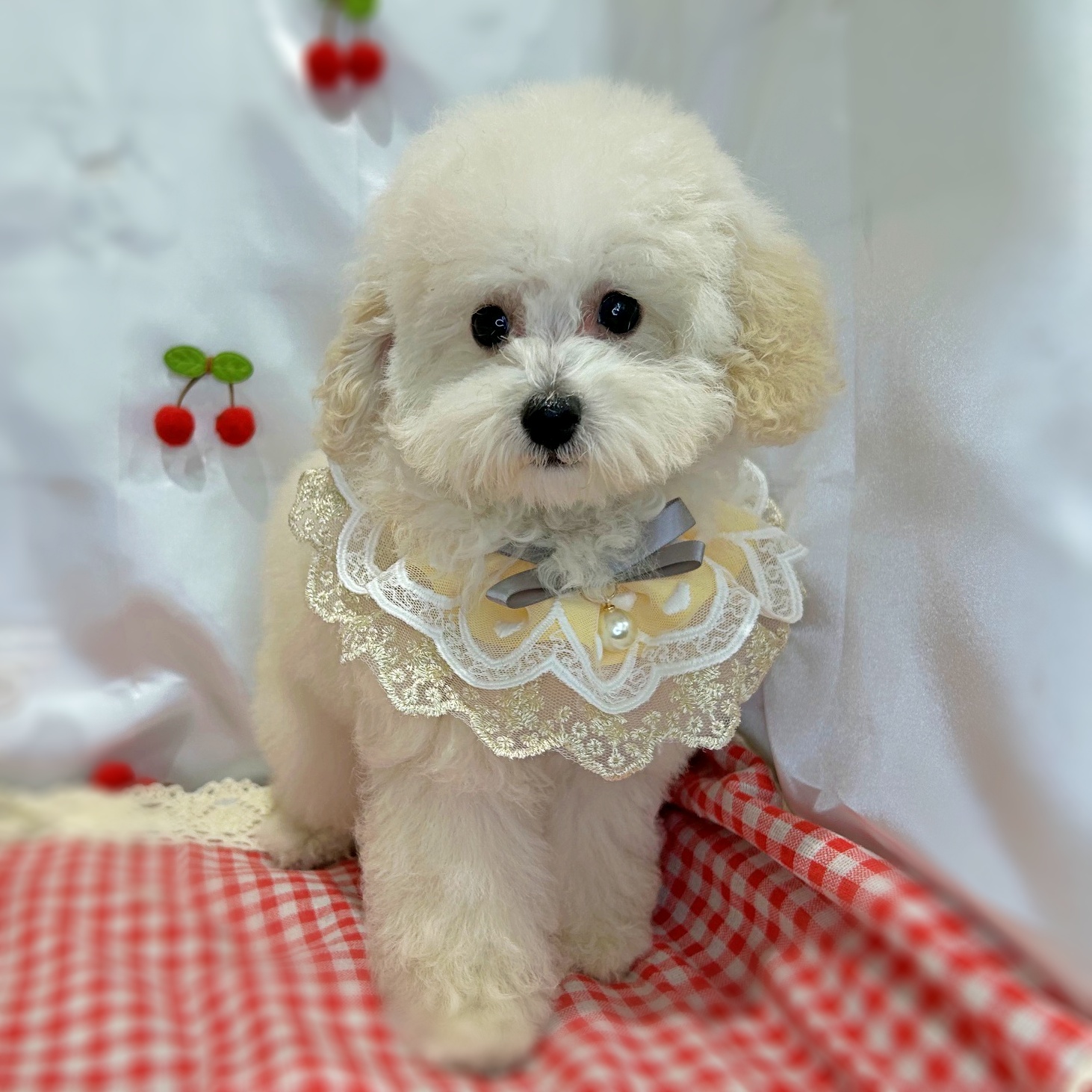 滋賀県のトイプードル(トイ) (ペッツワン堅田店/2026年2月5日生まれ/男の子/ホワイト)の子犬の2枚目の画像