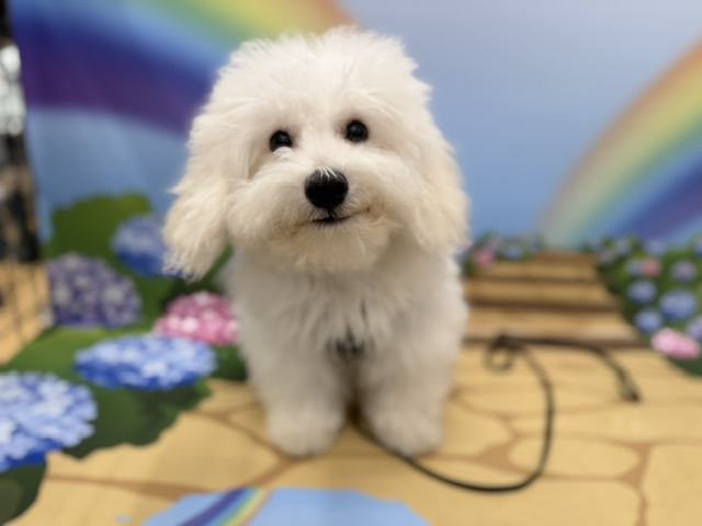 神奈川県のビションフリーゼ (ペッツワン秦野店/2026年1月4日生まれ/男の子/ホワイト)の子犬の1枚目の画像