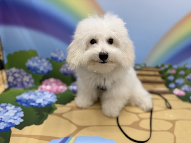 神奈川県のビションフリーゼ (ペッツワン秦野店/2026年1月4日生まれ/男の子/ホワイト)の子犬の3枚目の画像