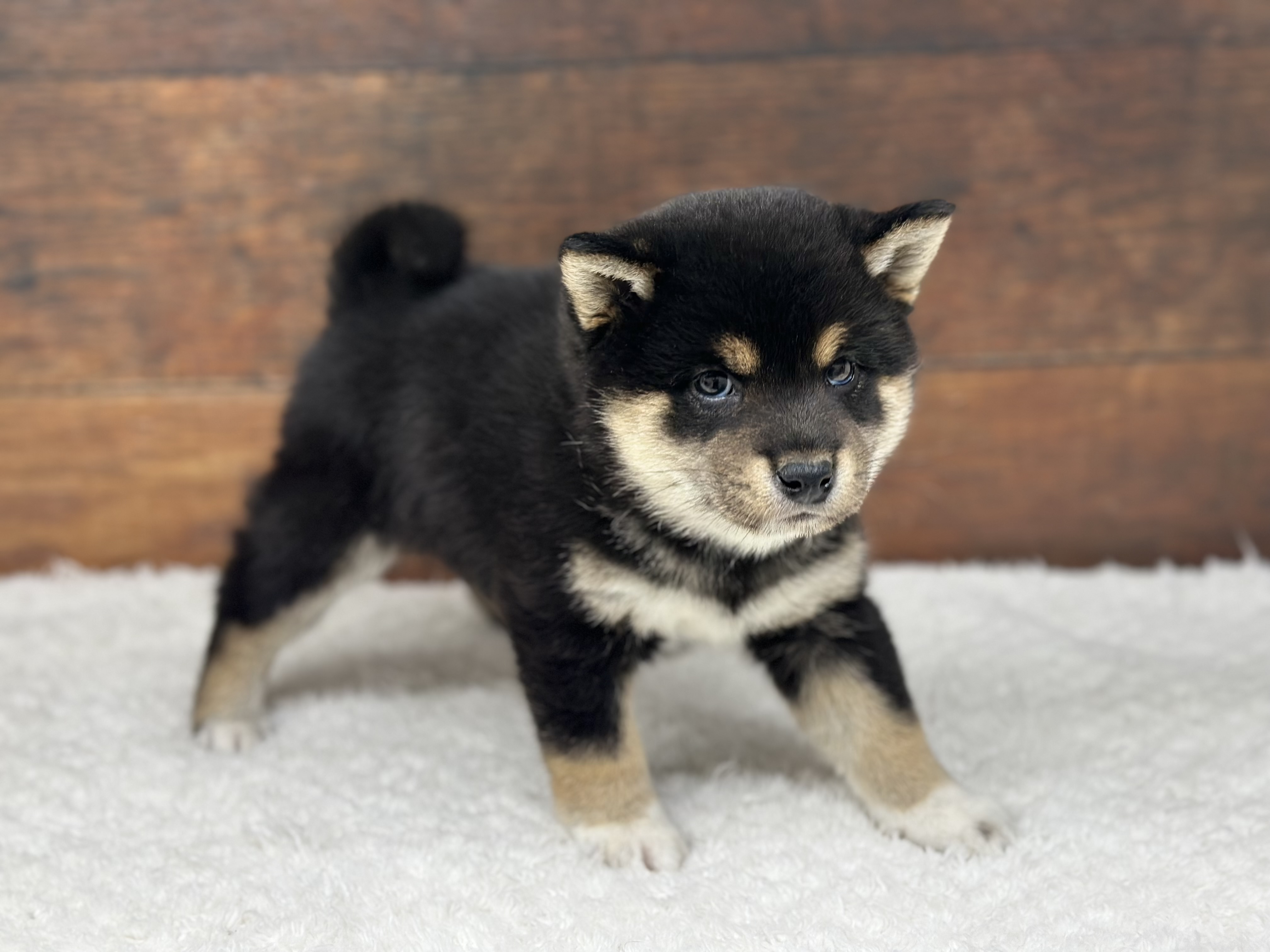 愛知県の豆柴 (ペッツワン名古屋大高インター店/2026年2月25日生まれ/男の子/黒)の子犬の3枚目の画像
