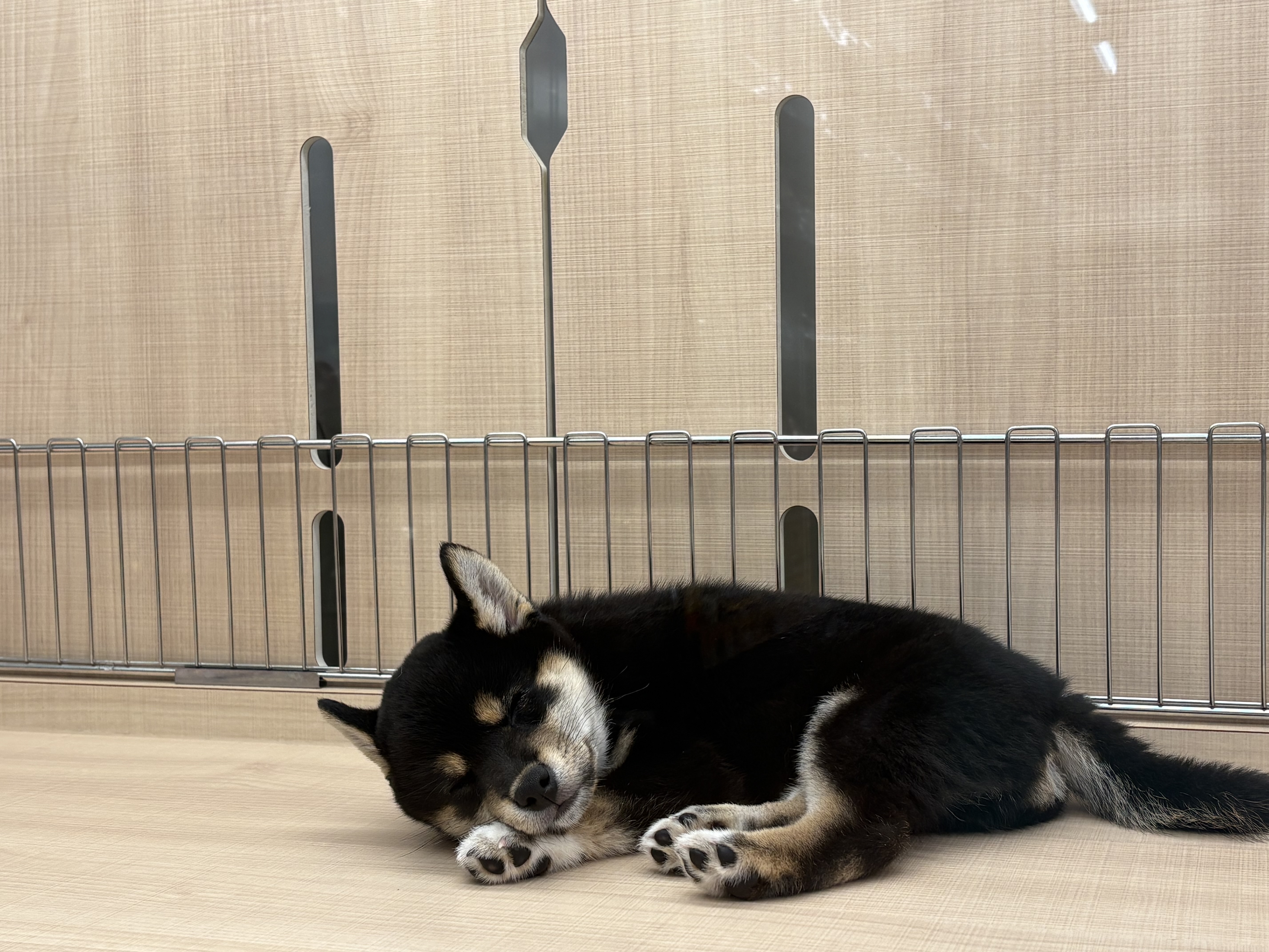 愛知県の豆柴 (ペッツワン名古屋大高インター店/2026年2月25日生まれ/男の子/黒)の子犬の2枚目の画像