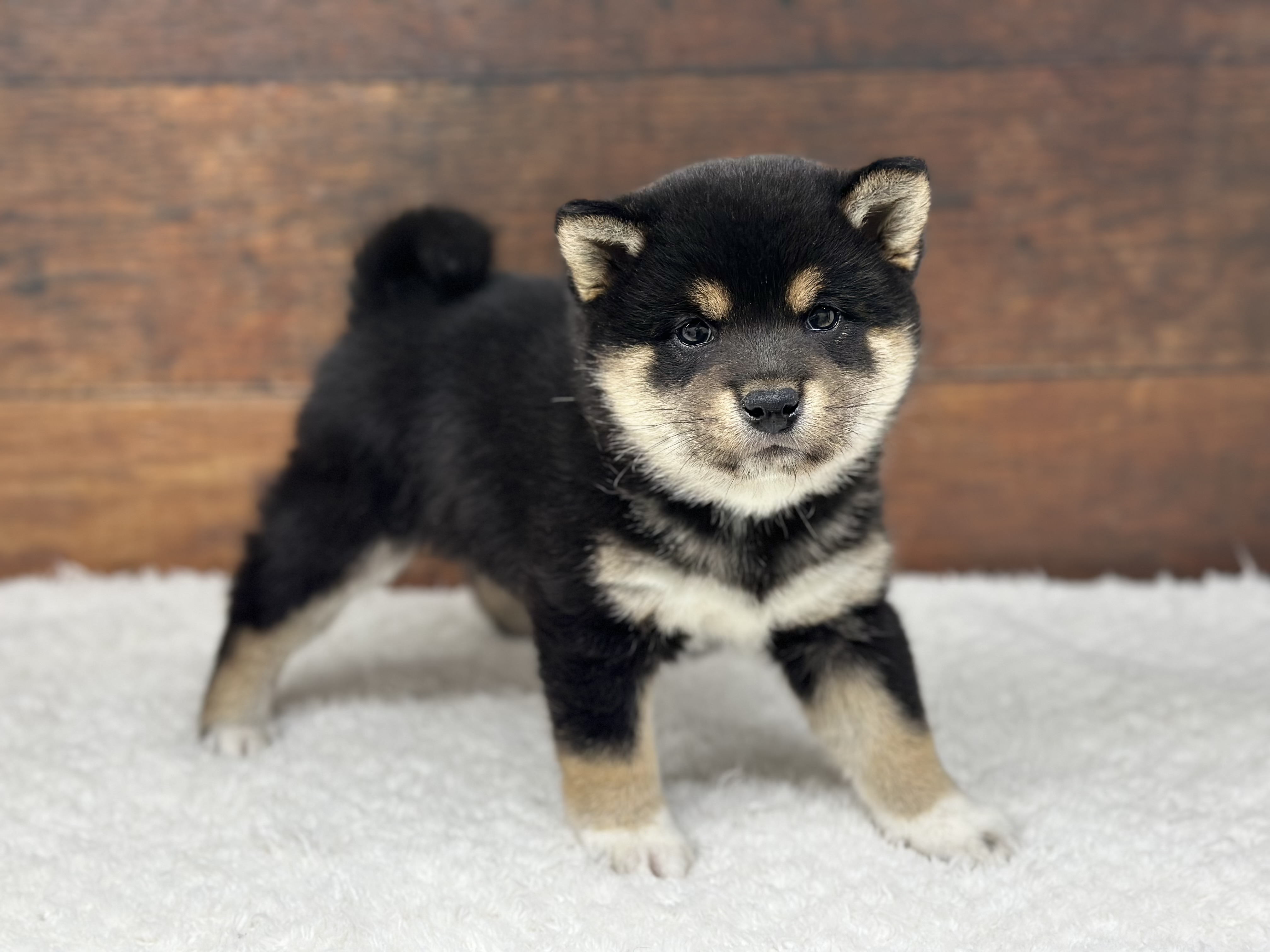 愛知県の豆柴 (ペッツワン名古屋大高インター店/2026年2月25日生まれ/男の子/黒)の子犬の1枚目の画像