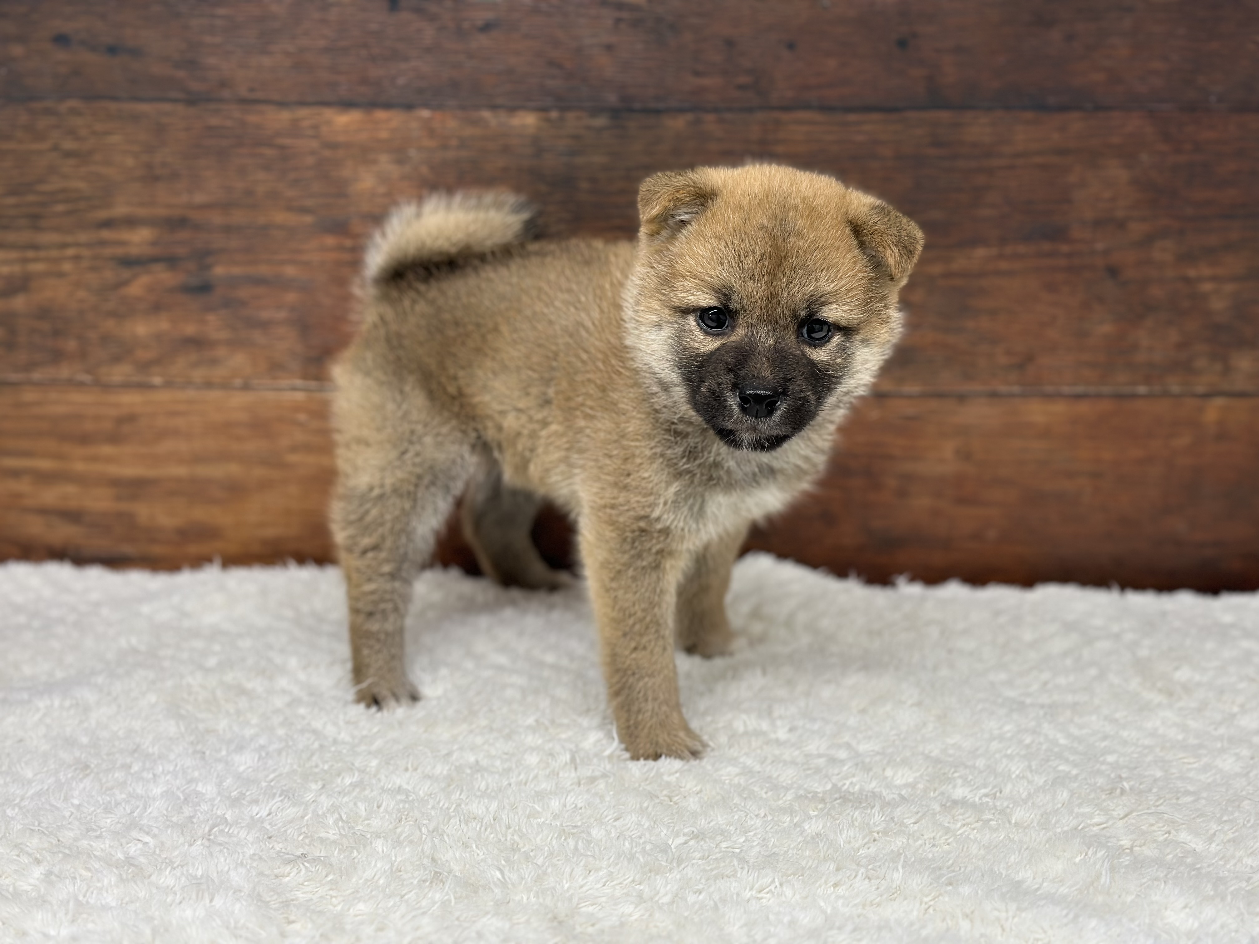愛知県の柴犬(標準サイズ) (ペッツワン名古屋大高インター店/2026年3月26日生まれ/男の子/赤)の子犬の2枚目の画像