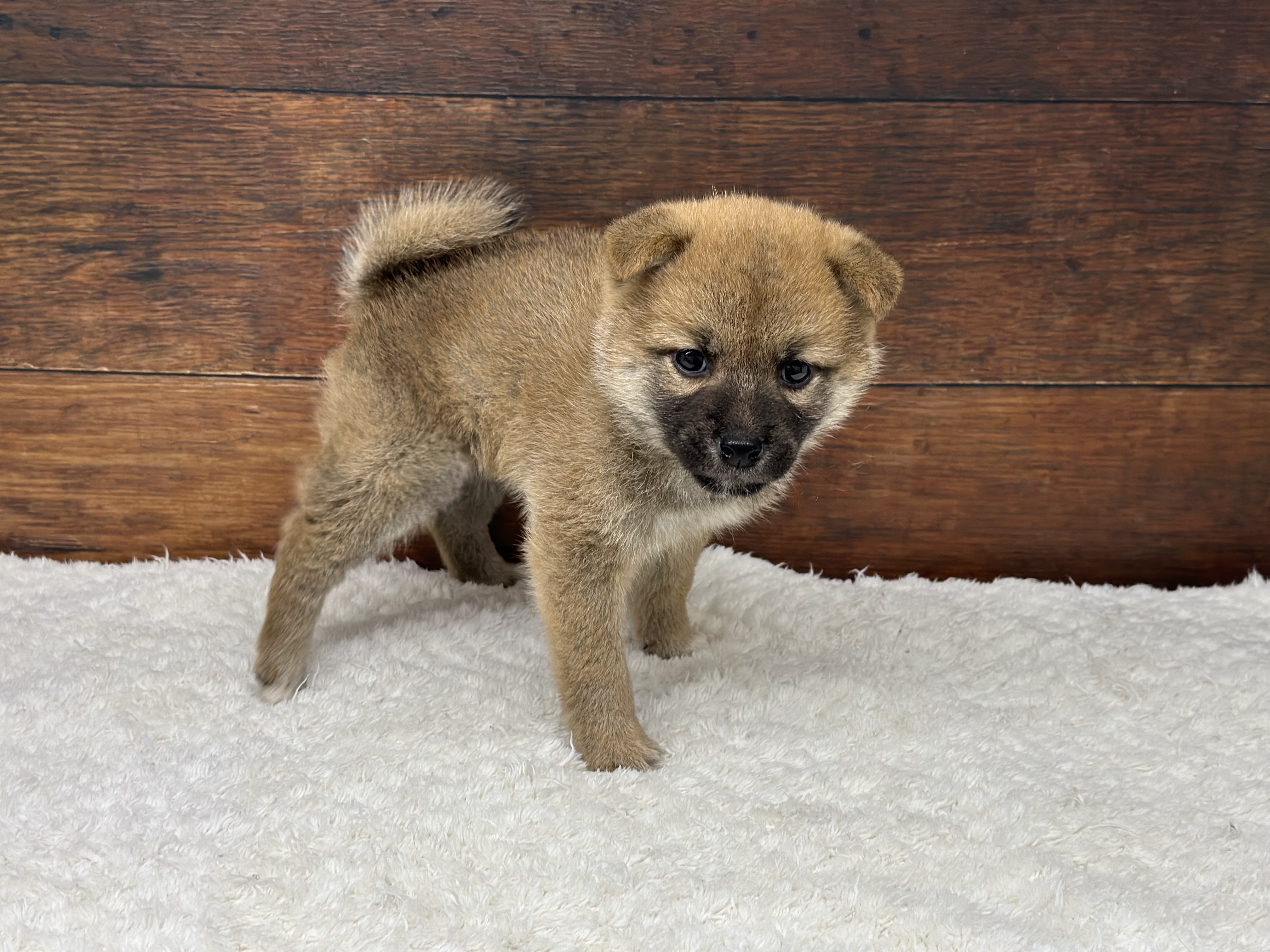 愛知県の柴犬(標準サイズ) (ペッツワン名古屋大高インター店/2026年3月26日生まれ/男の子/赤)の子犬の3枚目の画像