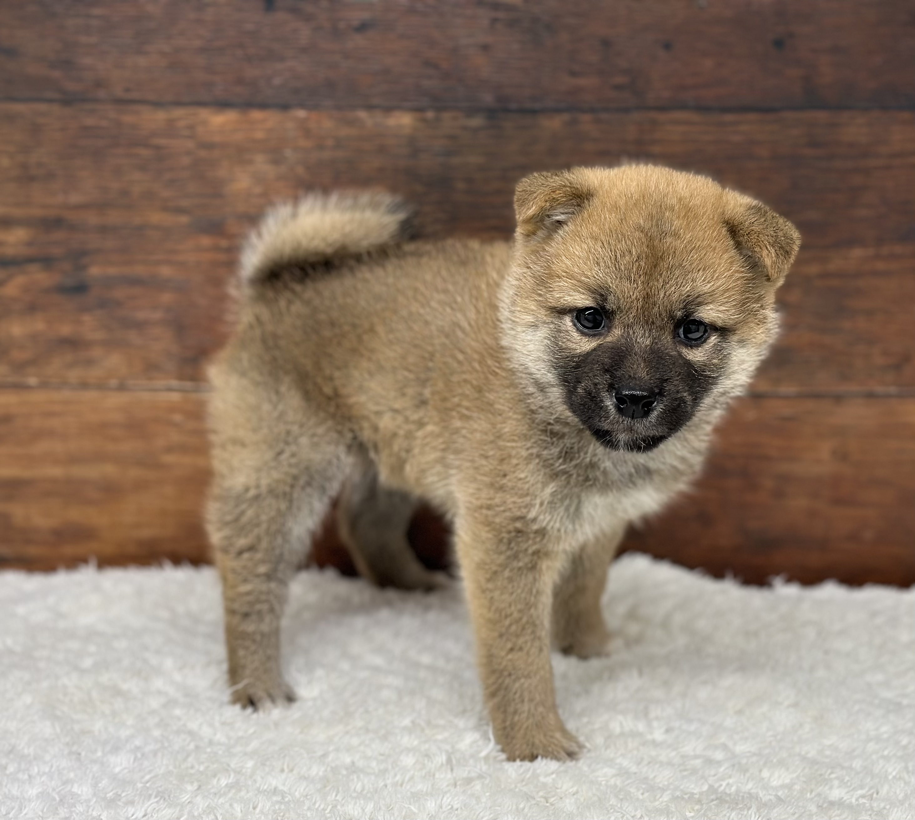 愛知県の柴犬(標準サイズ) (ペッツワン名古屋大高インター店/2026年3月26日生まれ/男の子/赤)の子犬の1枚目の画像