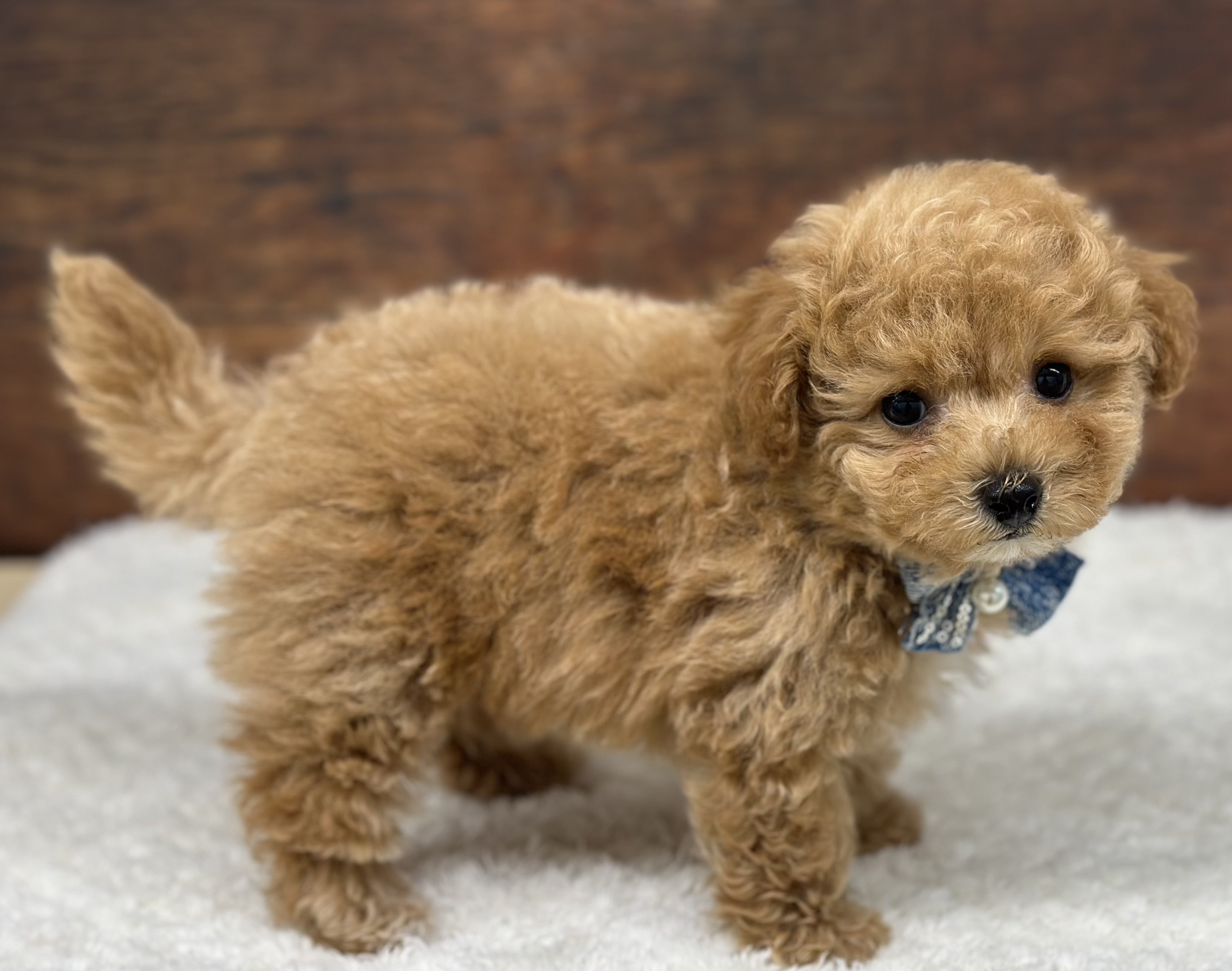 愛知県のハーフ犬・ミックス犬 (ペッツワン名古屋大高インター店/2026年3月23日生まれ/女の子/オレンジフォーン)の子犬の1枚目の画像