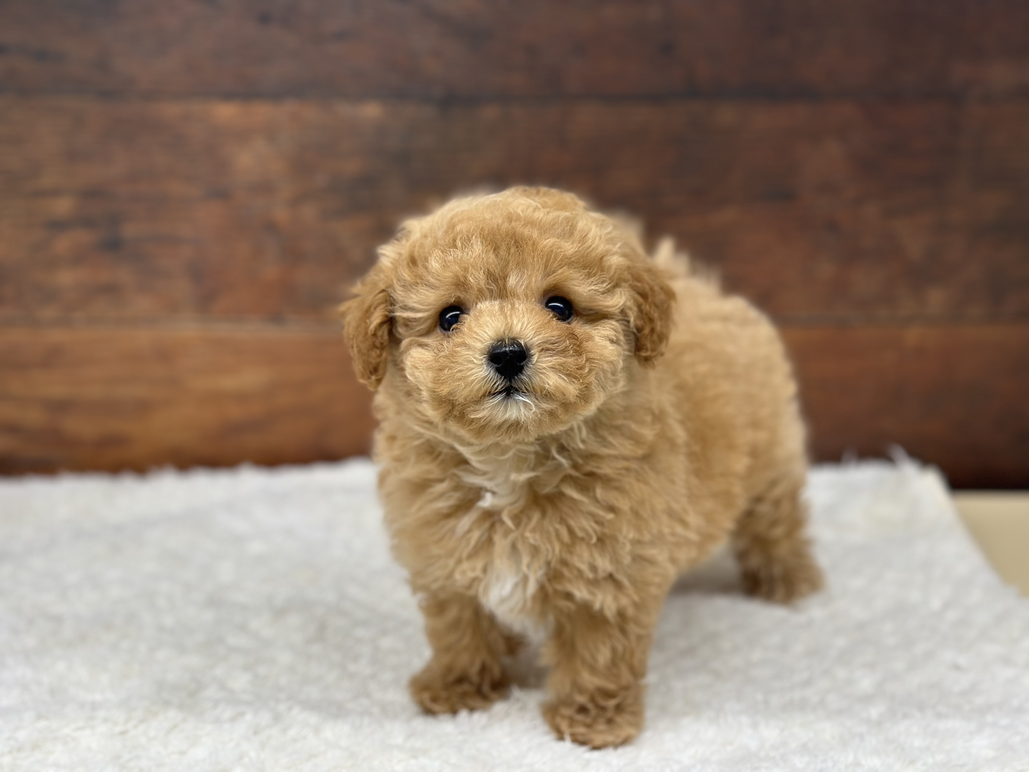 愛知県のハーフ犬・ミックス犬 (ペッツワン名古屋大高インター店/2026年3月23日生まれ/女の子/オレンジフォーン)の子犬の2枚目の画像