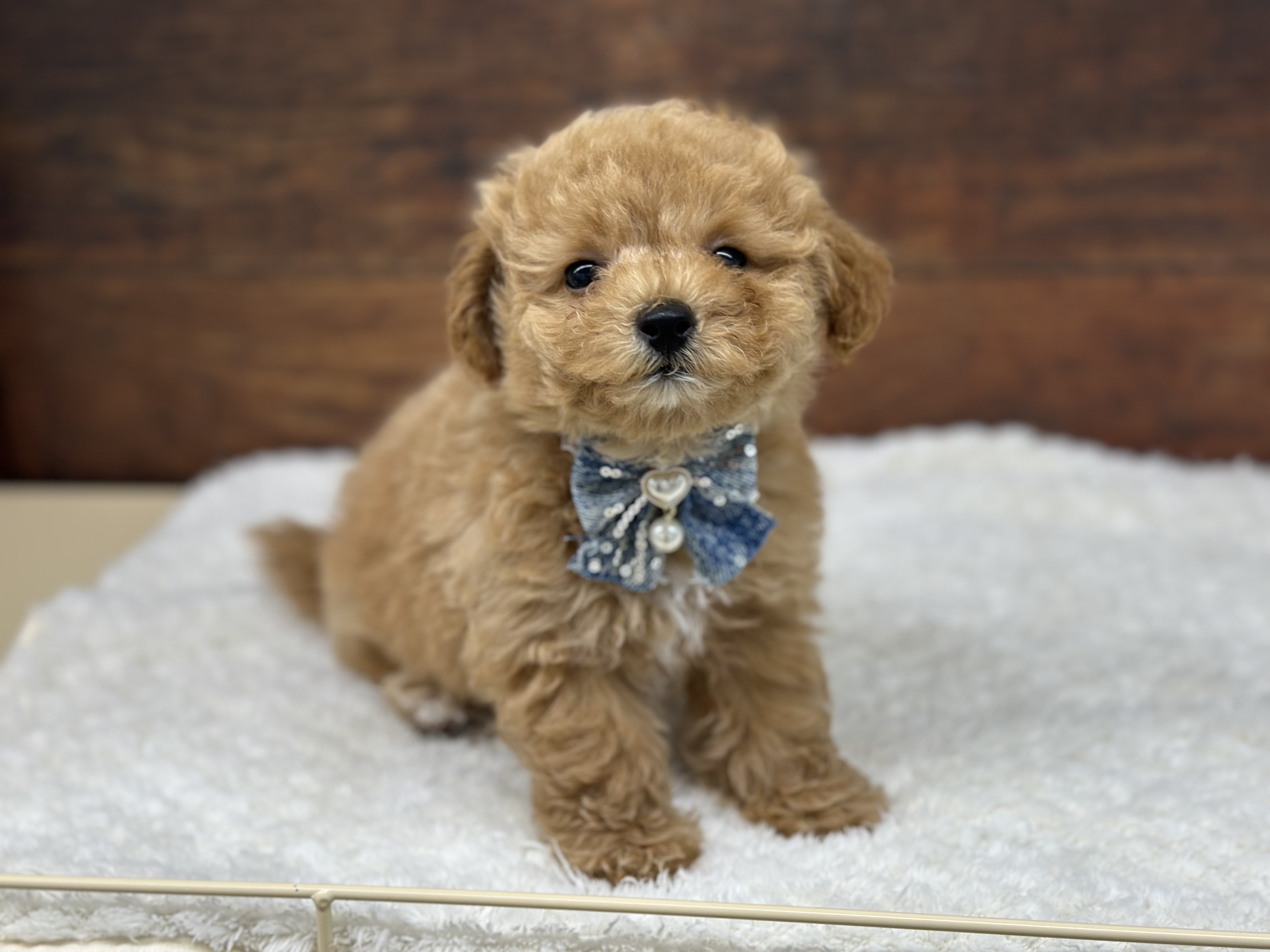 愛知県のハーフ犬・ミックス犬 (ペッツワン名古屋大高インター店/2026年3月23日生まれ/女の子/オレンジフォーン)の子犬の3枚目の画像