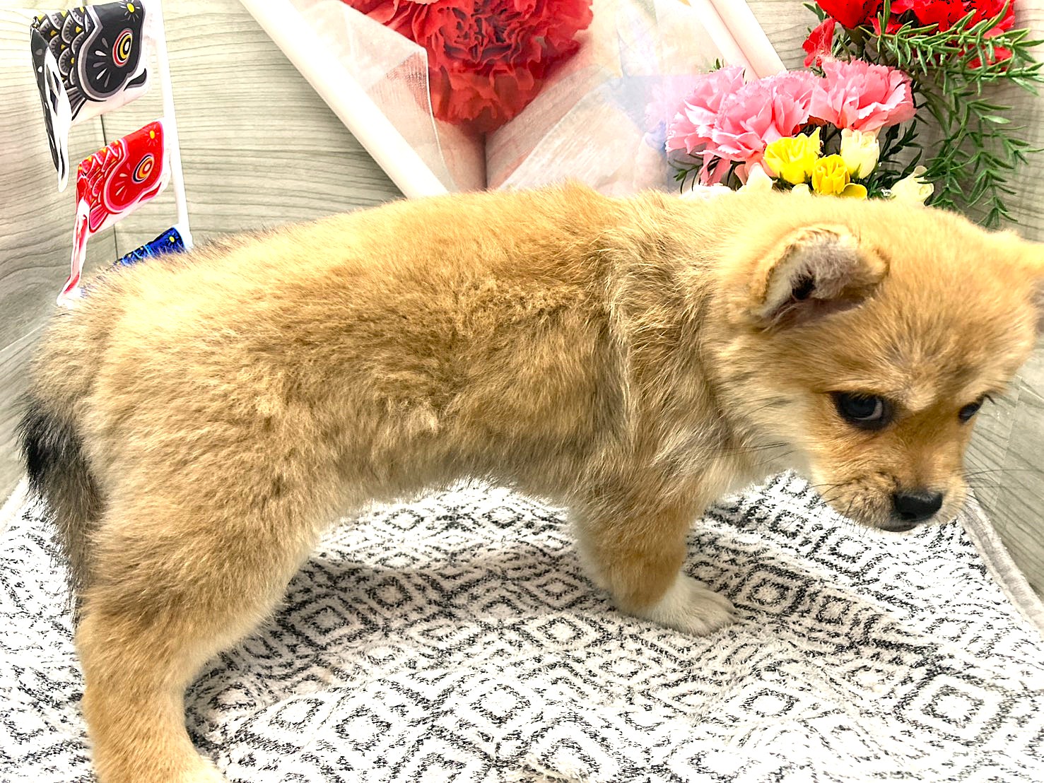 京都府のハーフ犬・ミックス犬 (ペッツワン木津川店/2026年3月8日生まれ/女の子/赤)の子犬の2枚目の画像