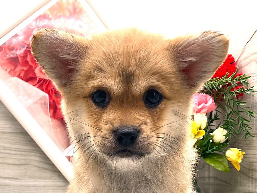 京都府のハーフ犬・ミックス犬 (ペッツワン木津川店/2026年3月8日生まれ/女の子/赤)の子犬の1枚目の画像
