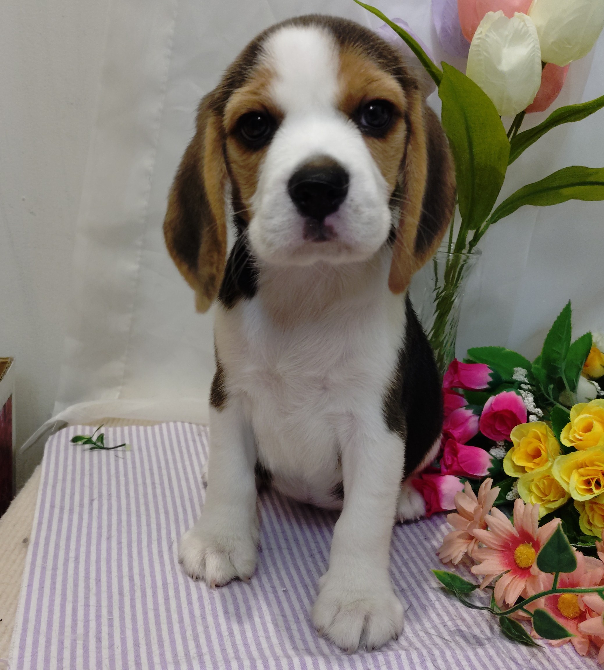 岐阜県のビーグル (ペッツワン関店/2026年3月29日生まれ/女の子/ブラックタンホワイト)の子犬