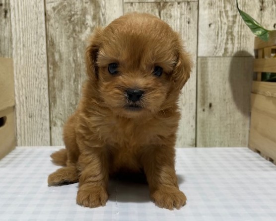静岡県のハーフ犬・ミックス犬 (ペッツワン浜松都田テクノ店/2026年3月20日生まれ/女の子/アプリコット)の子犬