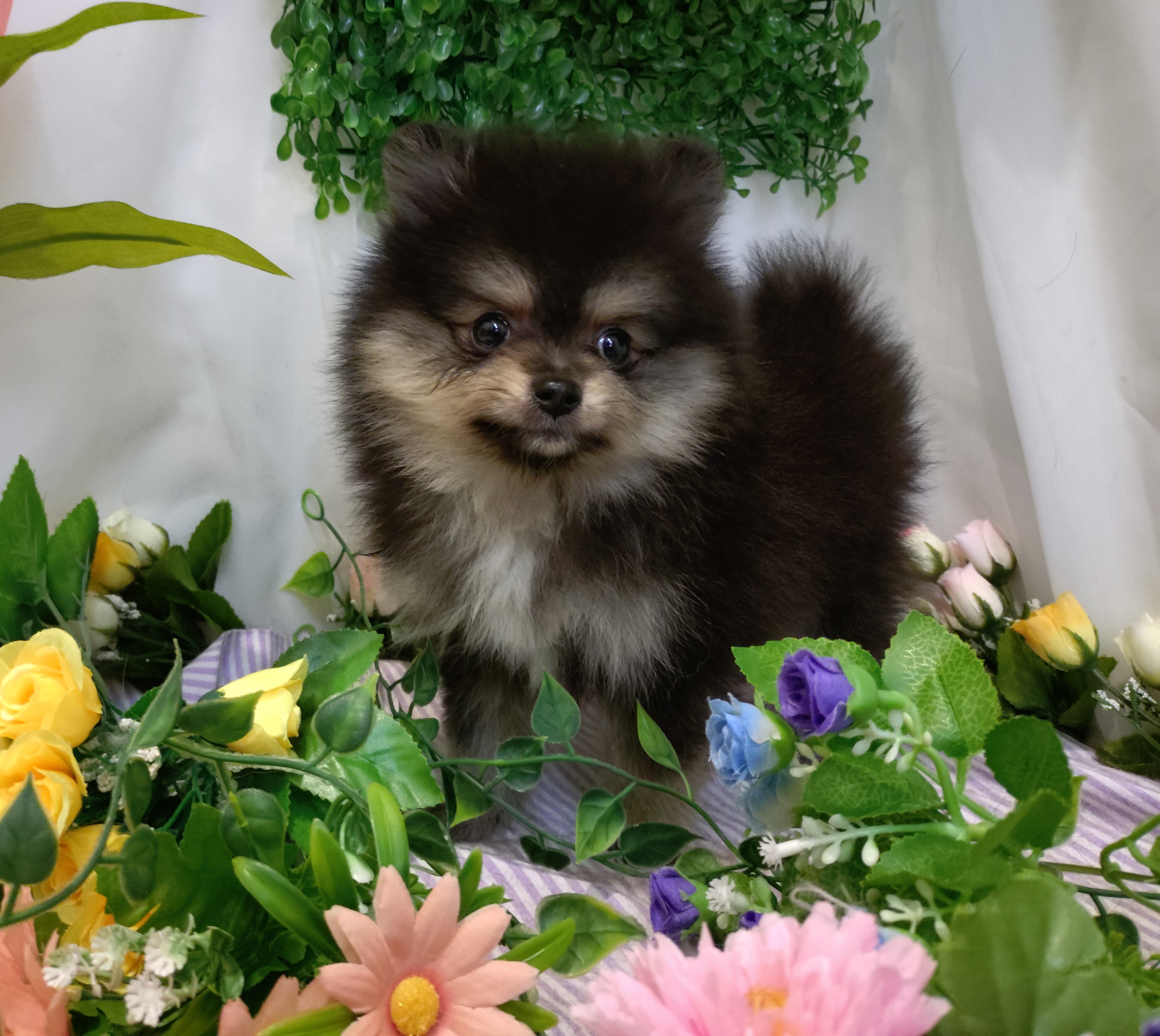 岐阜県のポメラニアン (ペッツワン関店/2026年3月29日生まれ/女の子/ブラックタン)の子犬