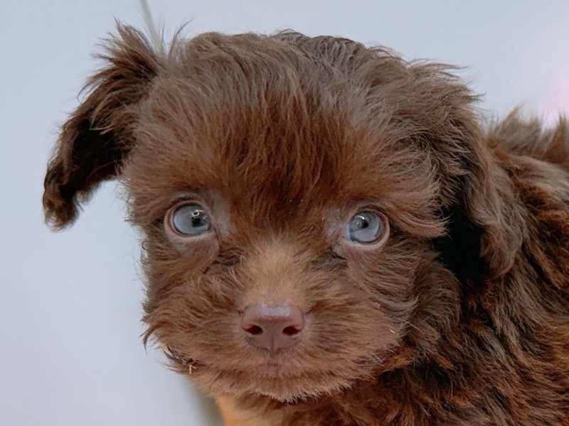 愛知県のハーフ犬・ミックス犬 (ペッツワン小牧店/2026年3月22日生まれ/男の子/チョコレート)の子犬