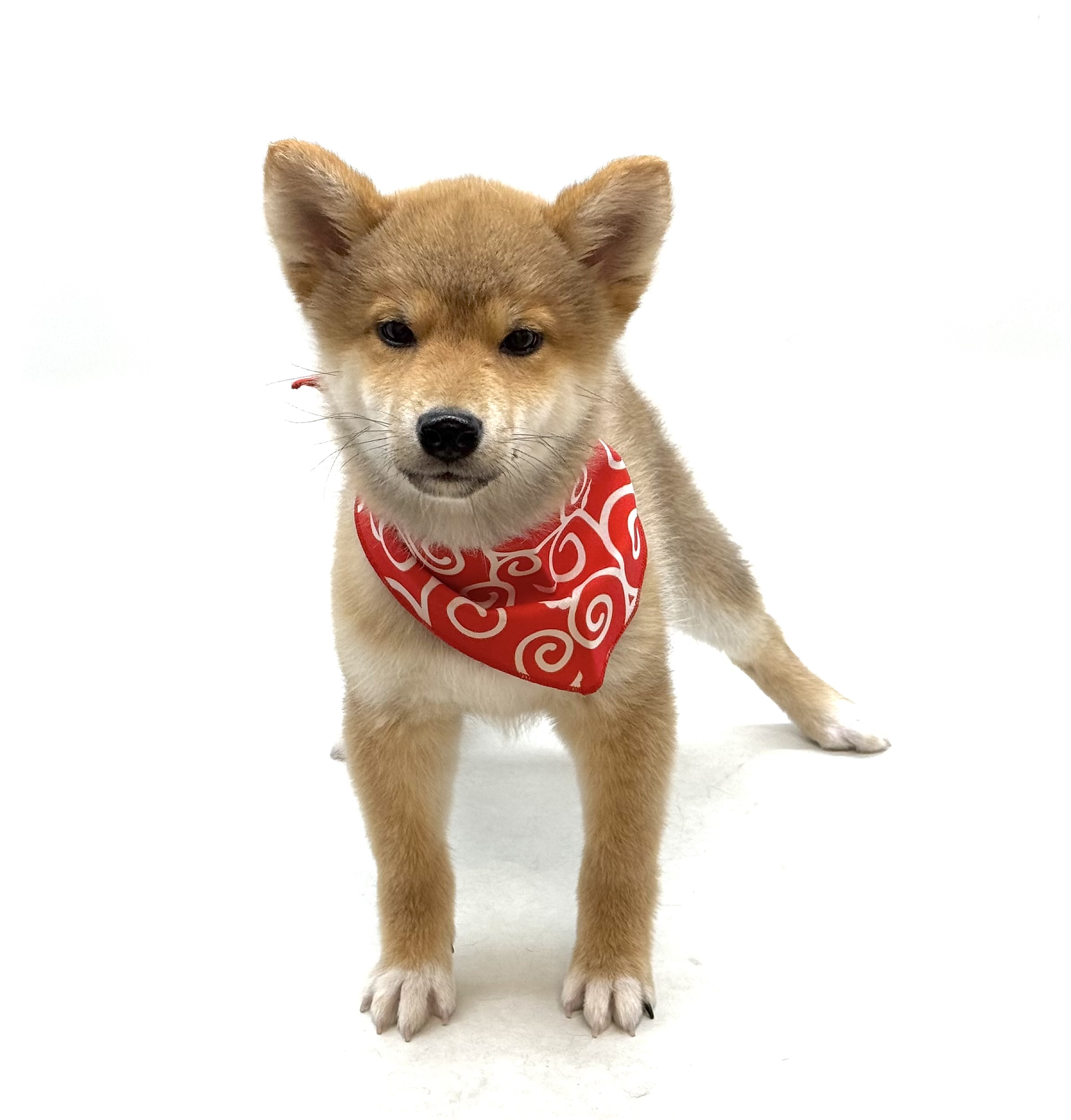 埼玉県の柴犬(標準サイズ) (ペッツワン深谷川本店/2025年12月30日生まれ/男の子/赤)の子犬