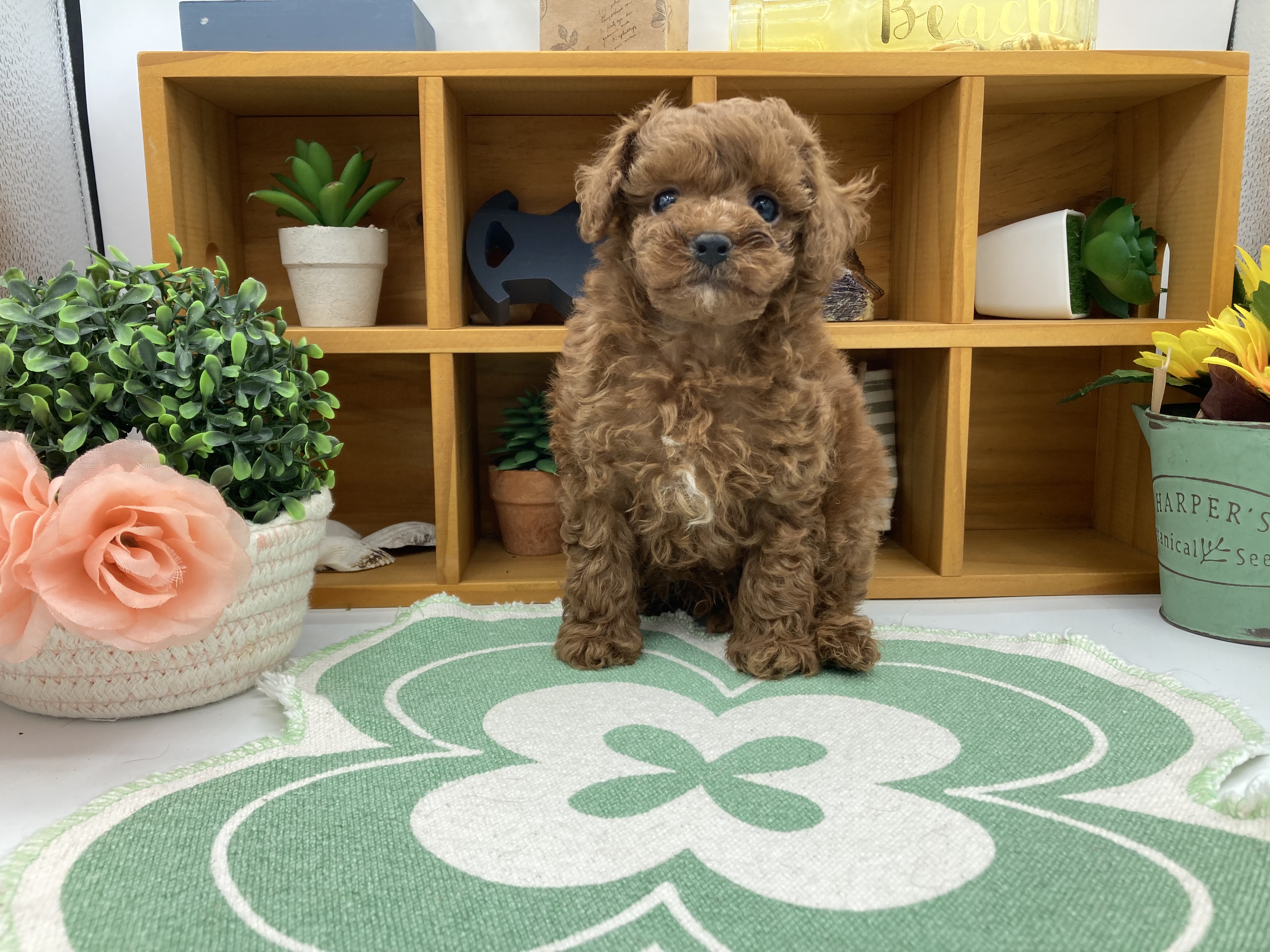 静岡県のトイプードル(トイ) (ペッツワン清水店/2026年3月20日生まれ/男の子/レッド)の子犬の1枚目の画像
