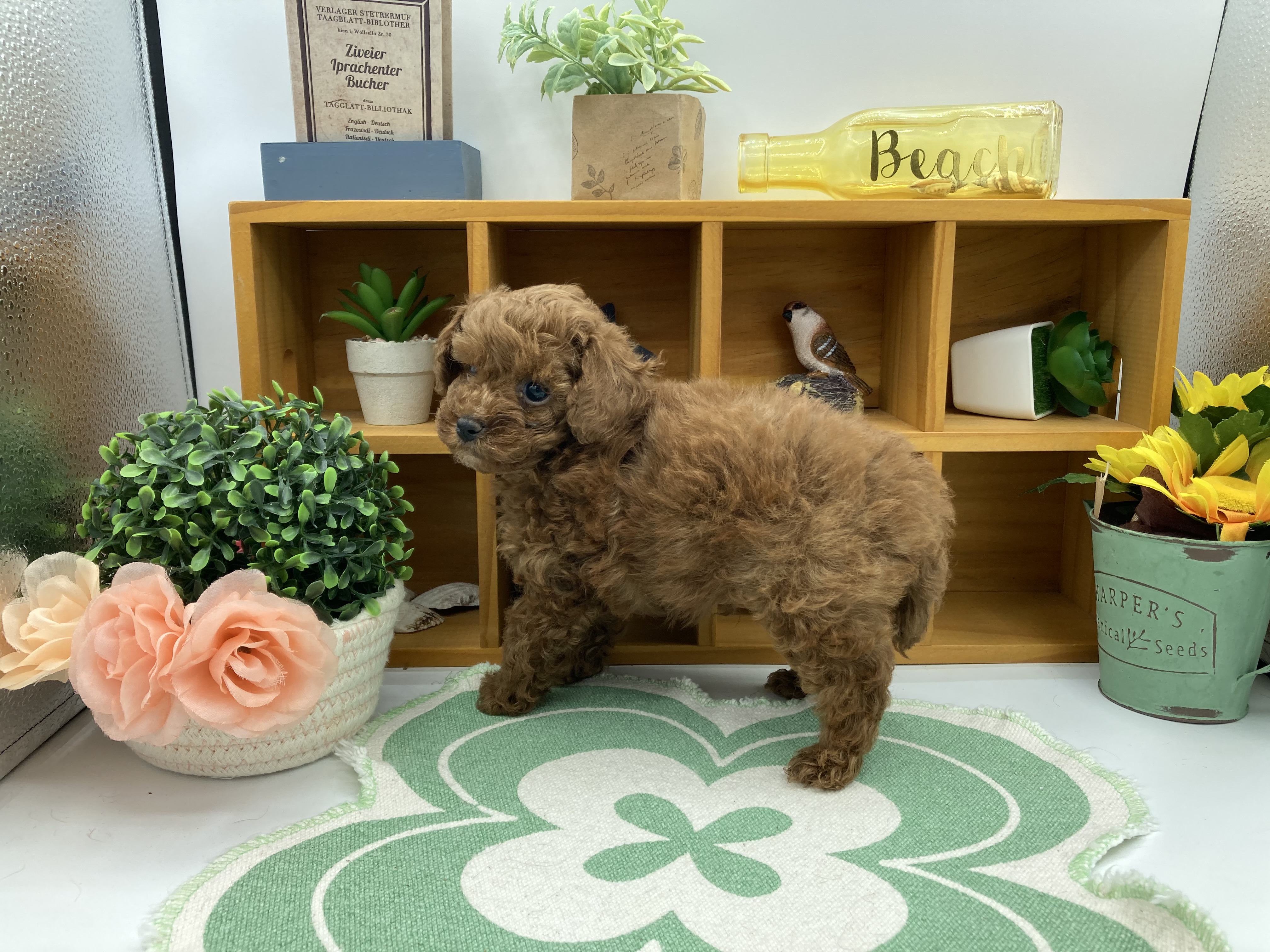 静岡県のトイプードル(トイ) (ペッツワン清水店/2026年3月20日生まれ/男の子/レッド)の子犬の3枚目の画像