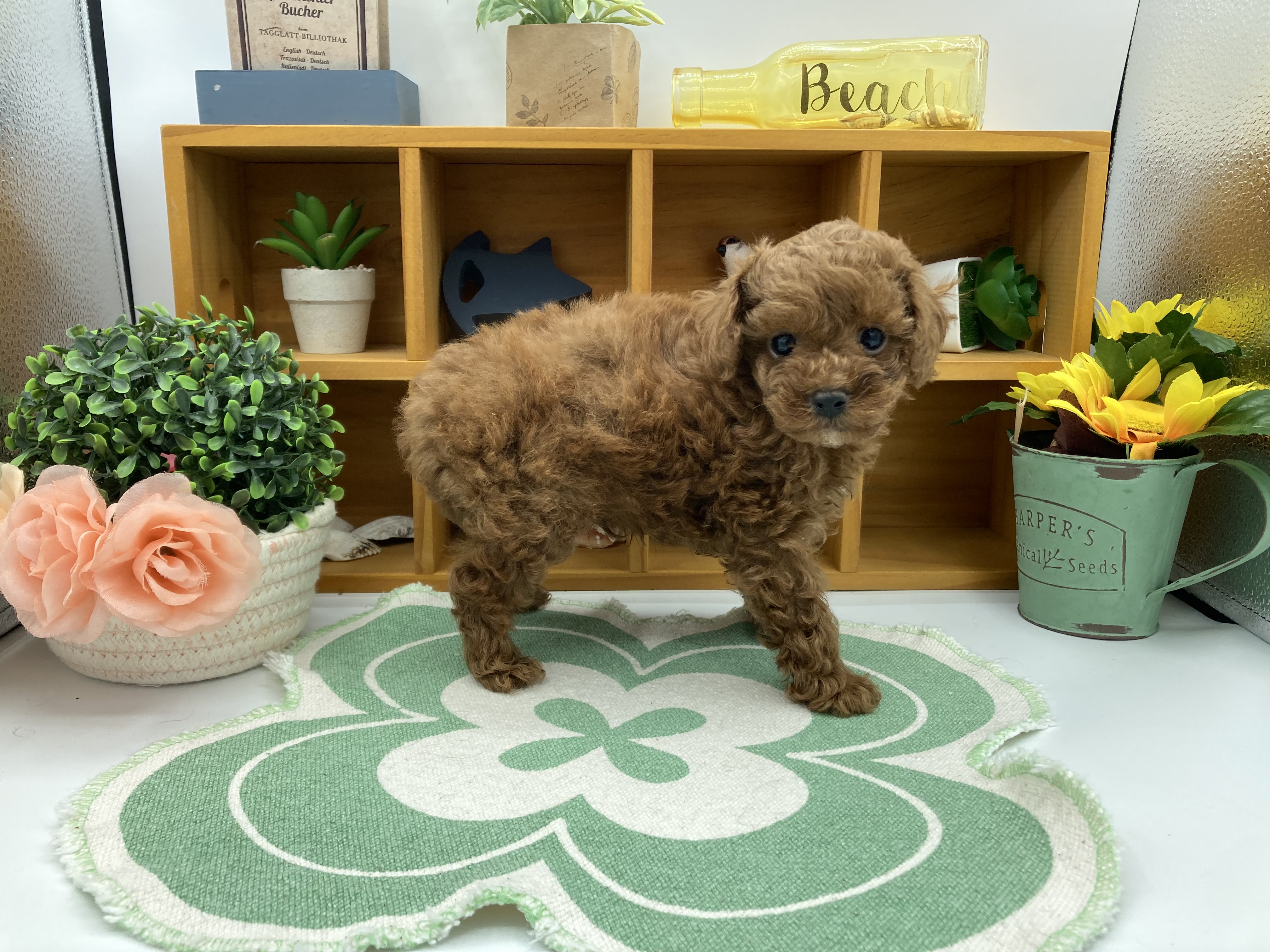 静岡県のトイプードル(トイ) (ペッツワン清水店/2026年3月20日生まれ/男の子/レッド)の子犬の2枚目の画像