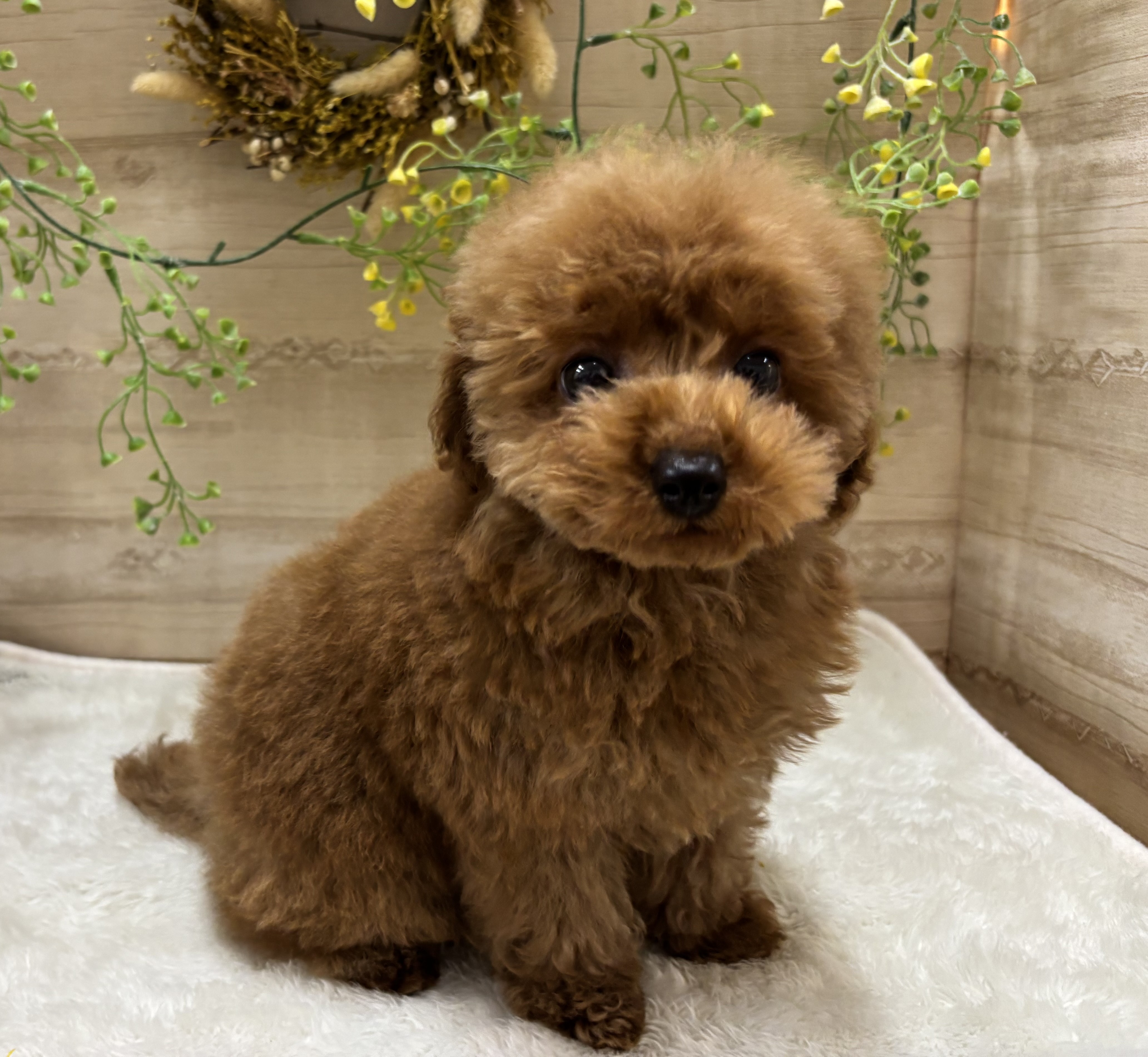 三重県のトイプードル(トイ) (ペッツワンみえ川越インター店/2026年3月3日生まれ/男の子/レッドフォーン)の子犬