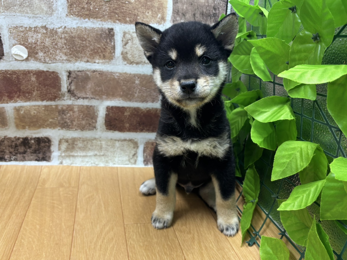 福島県の柴犬(標準サイズ) (ペッツワン白河モール店/2026年3月21日生まれ/男の子/黒)の子犬の1枚目の画像