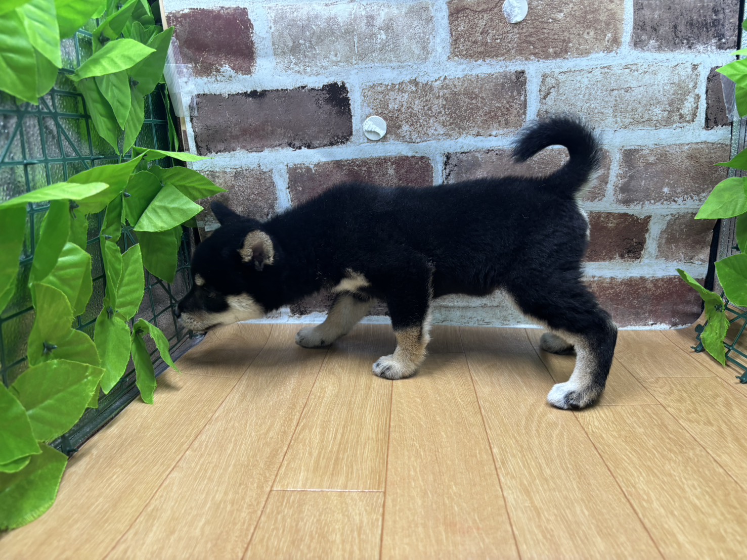 福島県の柴犬(標準サイズ) (ペッツワン白河モール店/2026年3月21日生まれ/男の子/黒)の子犬の3枚目の画像