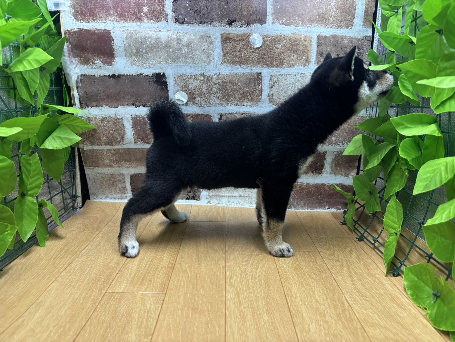 福島県の柴犬(標準サイズ) (ペッツワン白河モール店/2026年3月21日生まれ/男の子/黒)の子犬の2枚目の画像