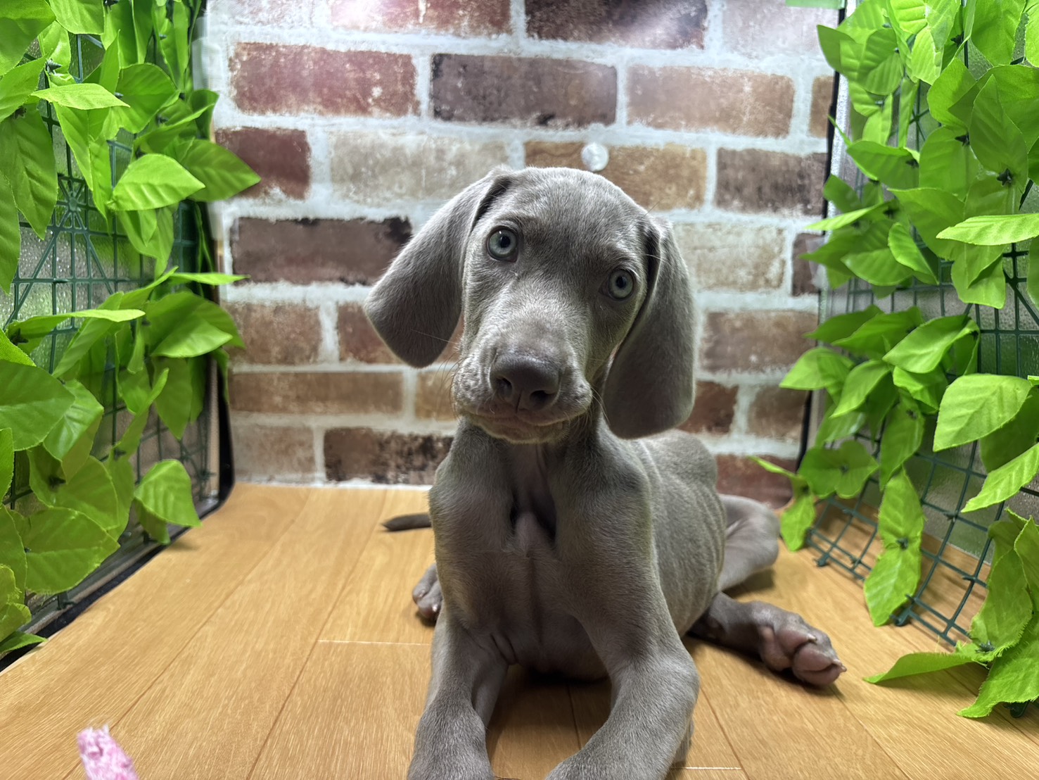 福島県のワイマラナー (ペッツワン白河モール店/2026年3月1日生まれ/男の子/グレー)の子犬