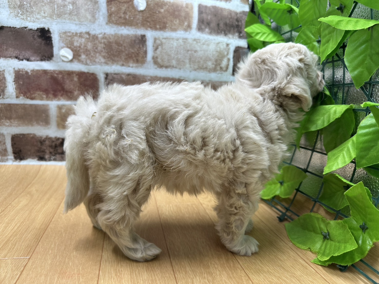 福島県のハーフ犬・ミックス犬 (ペッツワン白河モール店/2026年3月25日生まれ/女の子/クリーム)の子犬の2枚目の画像