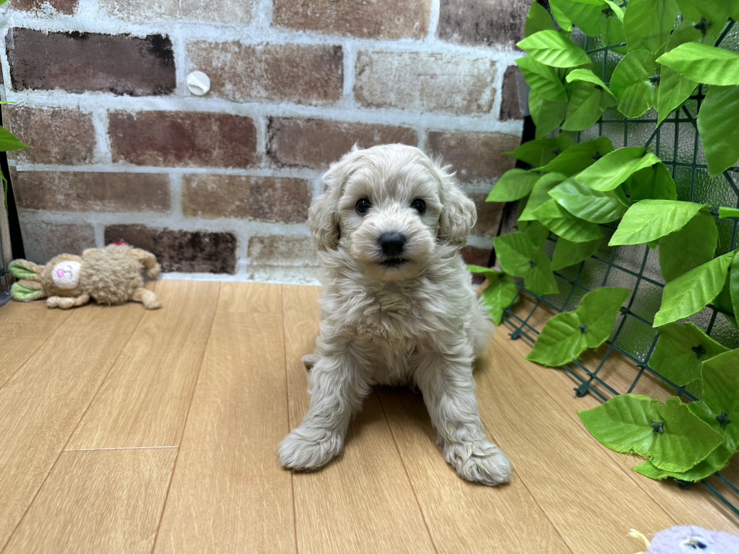 福島県のハーフ犬・ミックス犬 (ペッツワン白河モール店/2026年3月25日生まれ/女の子/クリーム)の子犬の1枚目の画像