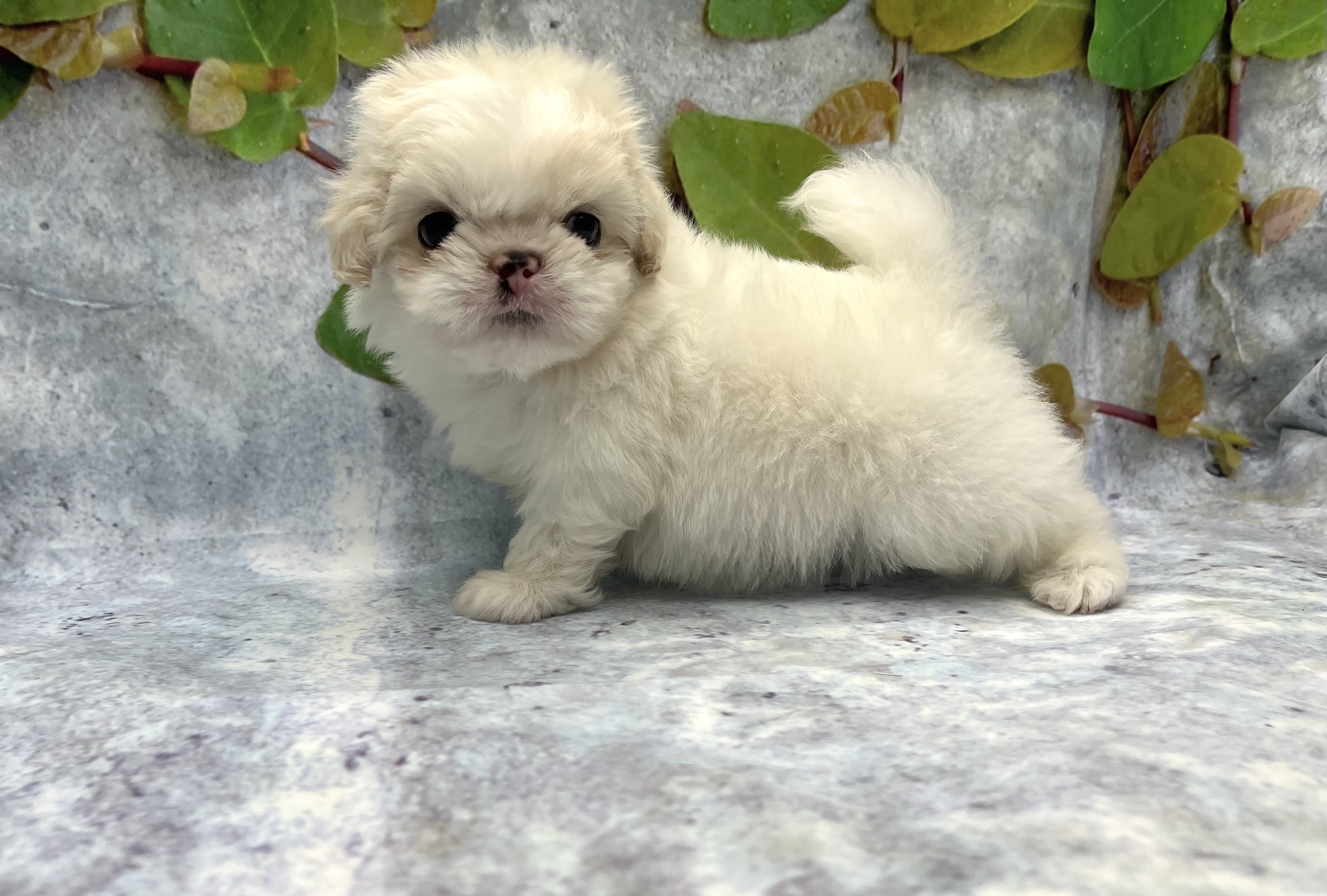 埼玉県のハーフ犬・ミックス犬 (ペッツワン北本店/2026年3月27日生まれ/男の子/クリーム)の子犬の2枚目の画像