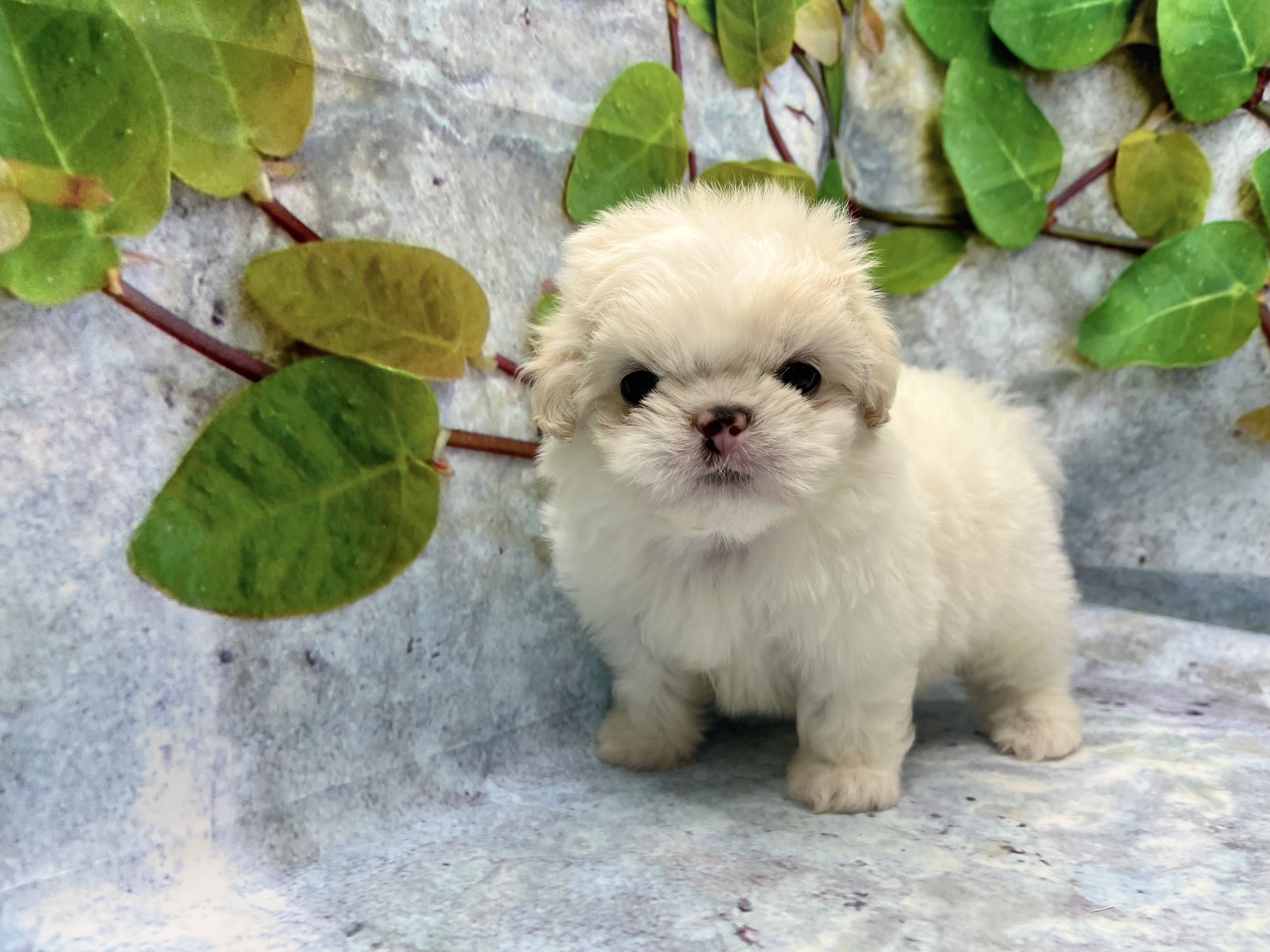 埼玉県のハーフ犬・ミックス犬 (ペッツワン北本店/2026年3月27日生まれ/男の子/クリーム)の子犬の1枚目の画像