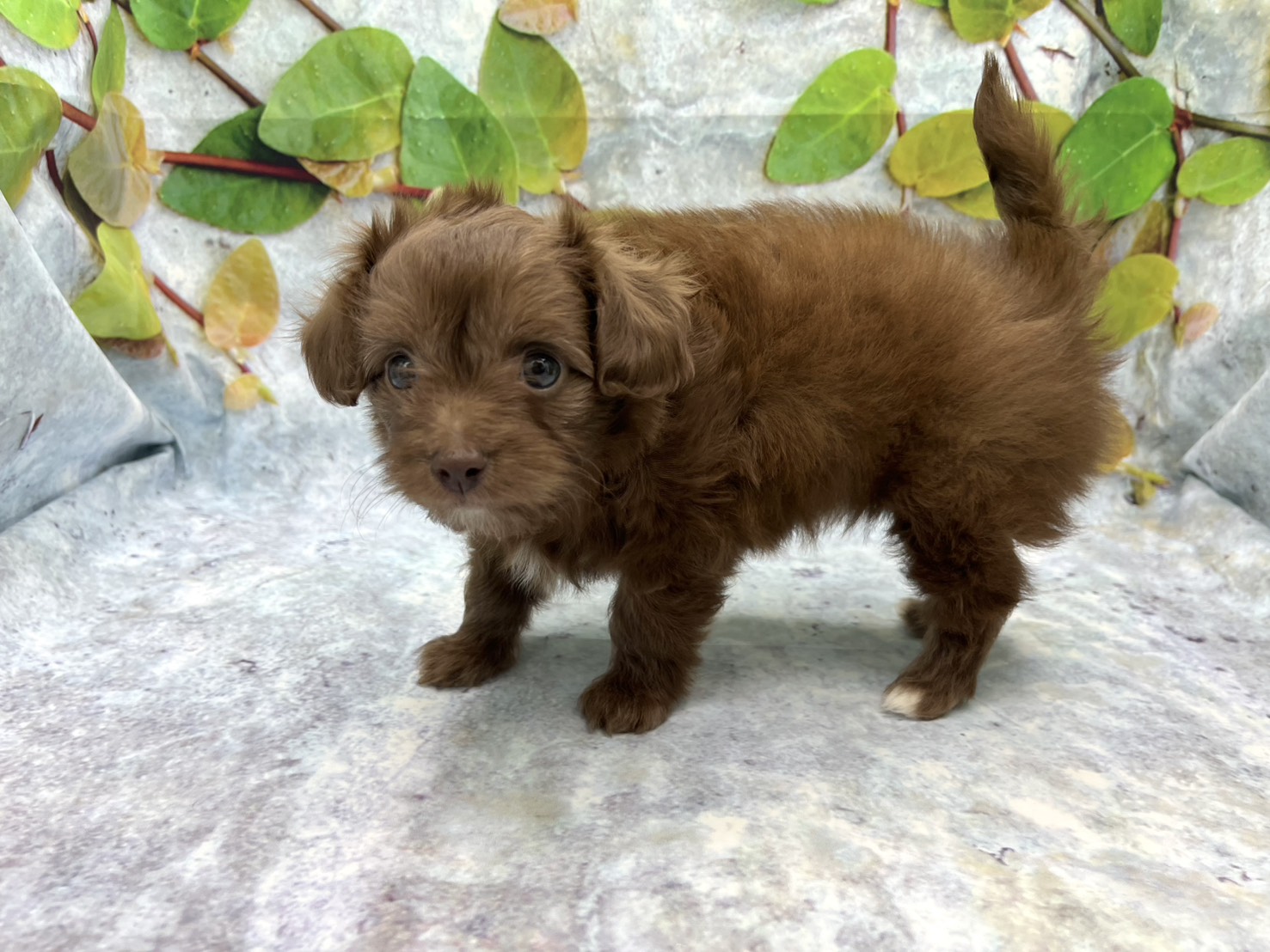 埼玉県のハーフ犬・ミックス犬 (ペッツワン北本店/2026年3月28日生まれ/女の子/ブラウン)の子犬の2枚目の画像