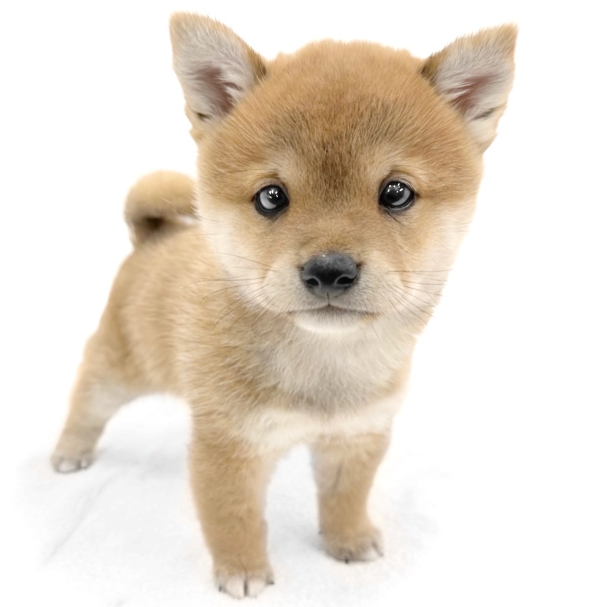 神奈川県の豆柴 (ペッツワン城山店/2026年4月1日生まれ/男の子/赤)の子犬