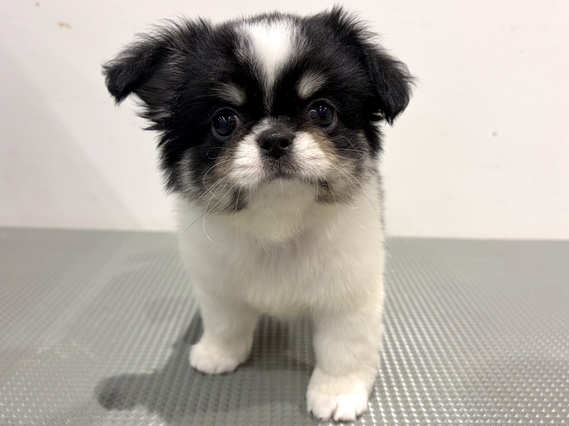 福島県のハーフ犬・ミックス犬 (ペッツワン会津若松店/2026年3月28日生まれ/男の子/パーティーカラー)の子犬