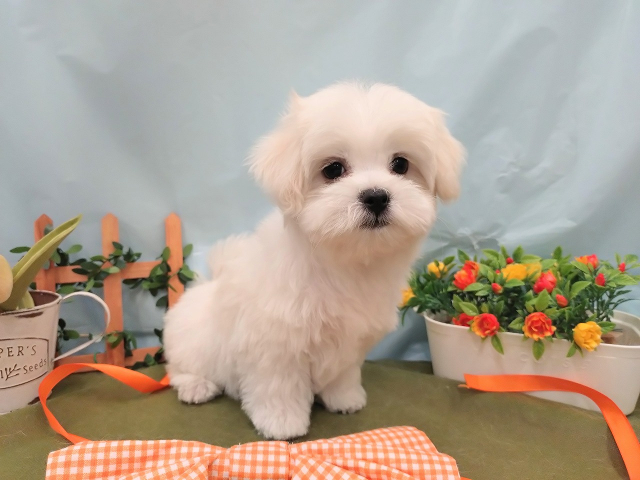 群馬県のマルチーズ (ペッツワン青柳店/2026年2月17日生まれ/男の子/ホワイト)の子犬の1枚目の画像
