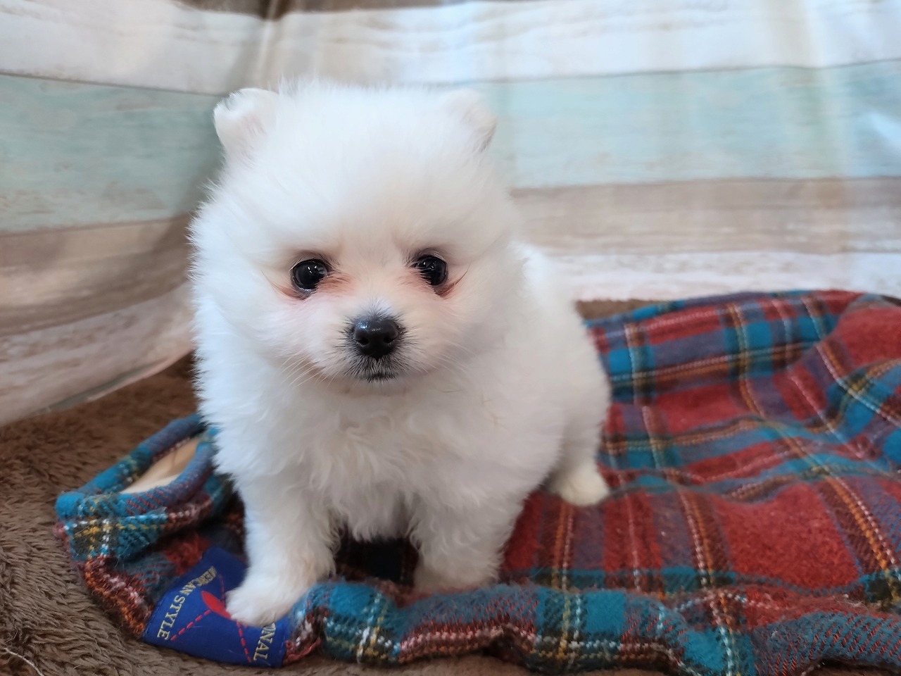 群馬県のポメラニアン (ペッツワン青柳店/2026年3月23日生まれ/女の子/クリーム)の子犬の1枚目の画像