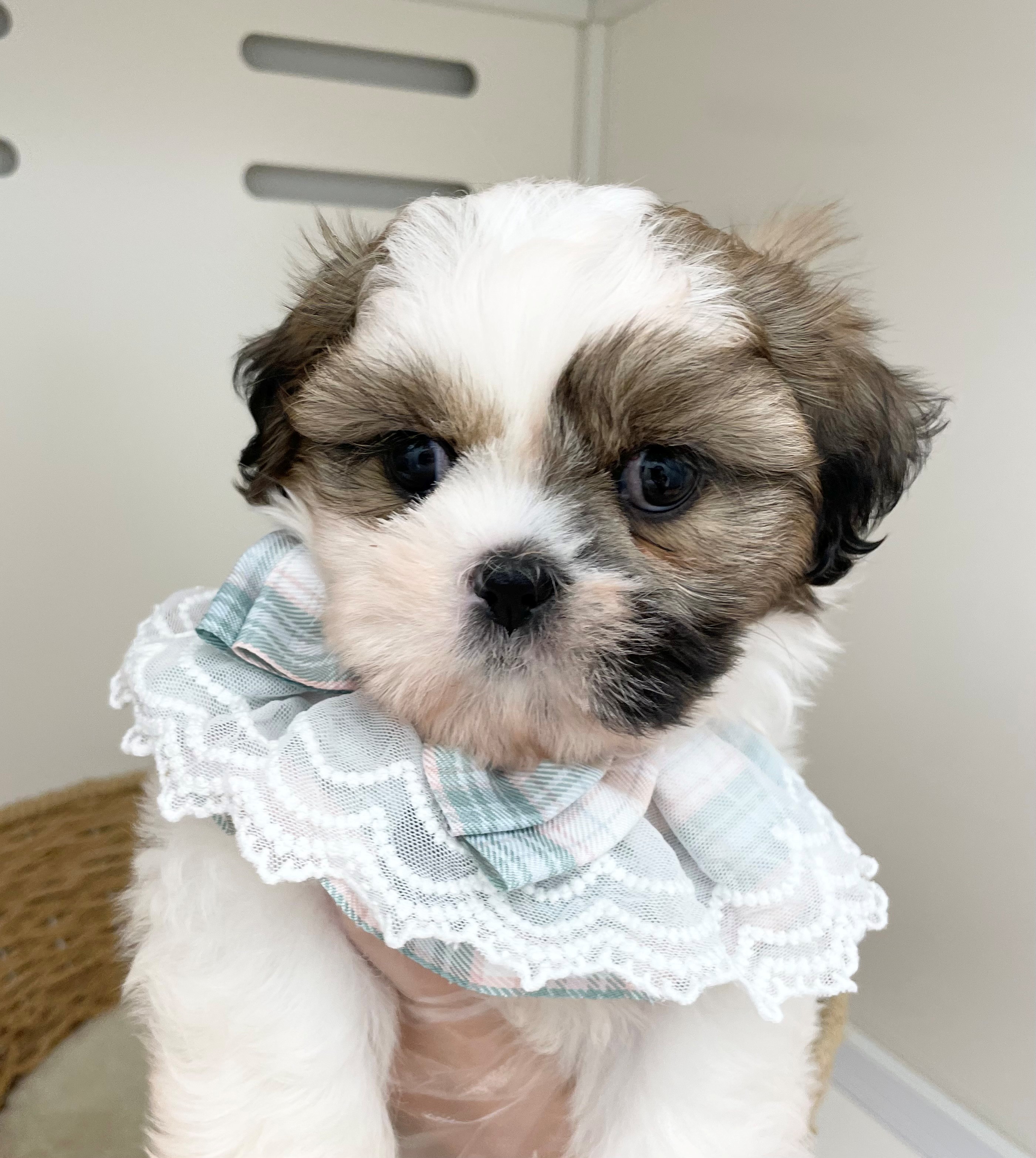 岐阜県のシーズー (ペッツワン可児店/2026年3月28日生まれ/男の子/ゴールドホワイト)の子犬