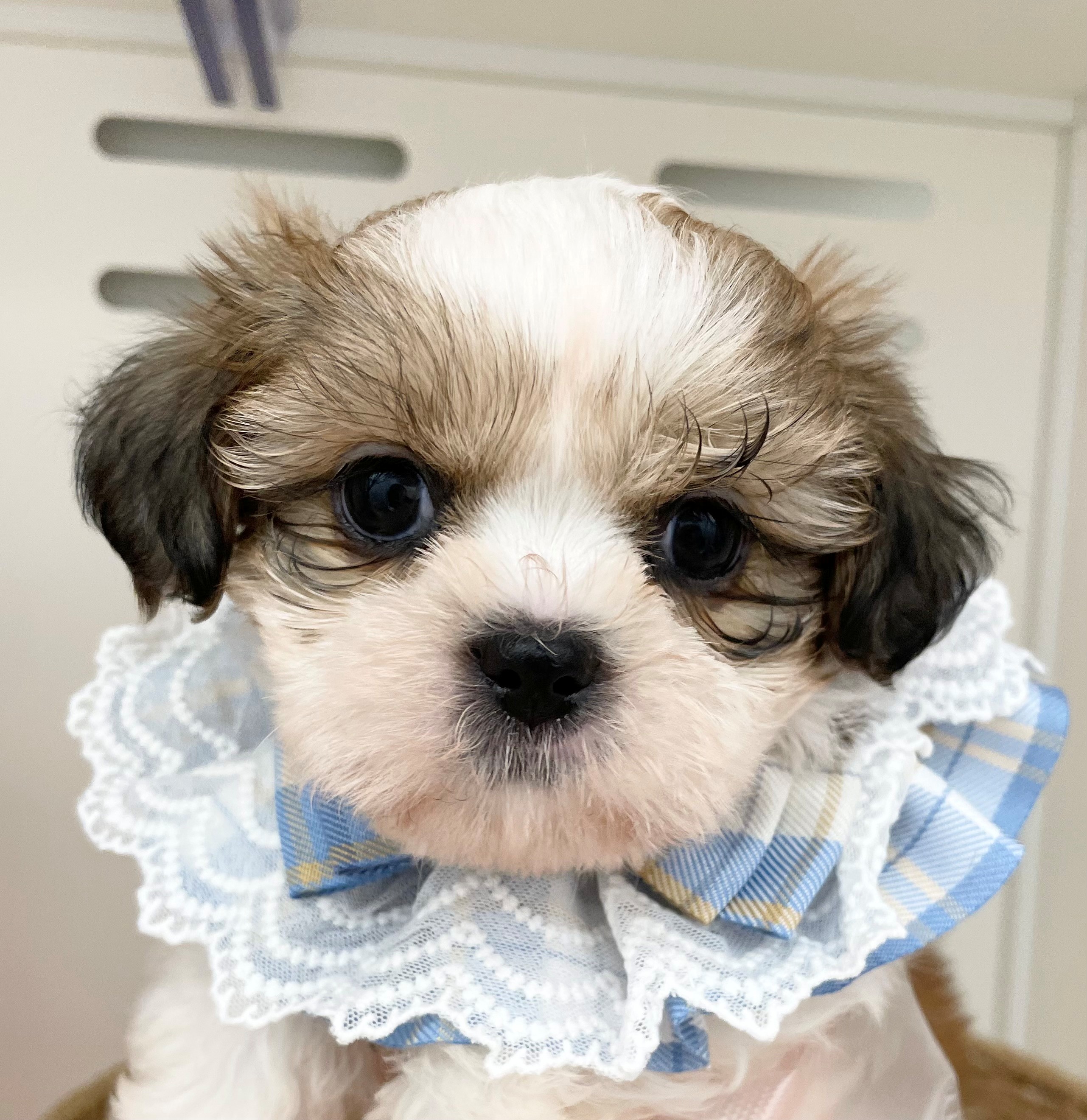 岐阜県のシーズー (ペッツワン可児店/2026年3月28日生まれ/男の子/ゴールドホワイト)の子犬