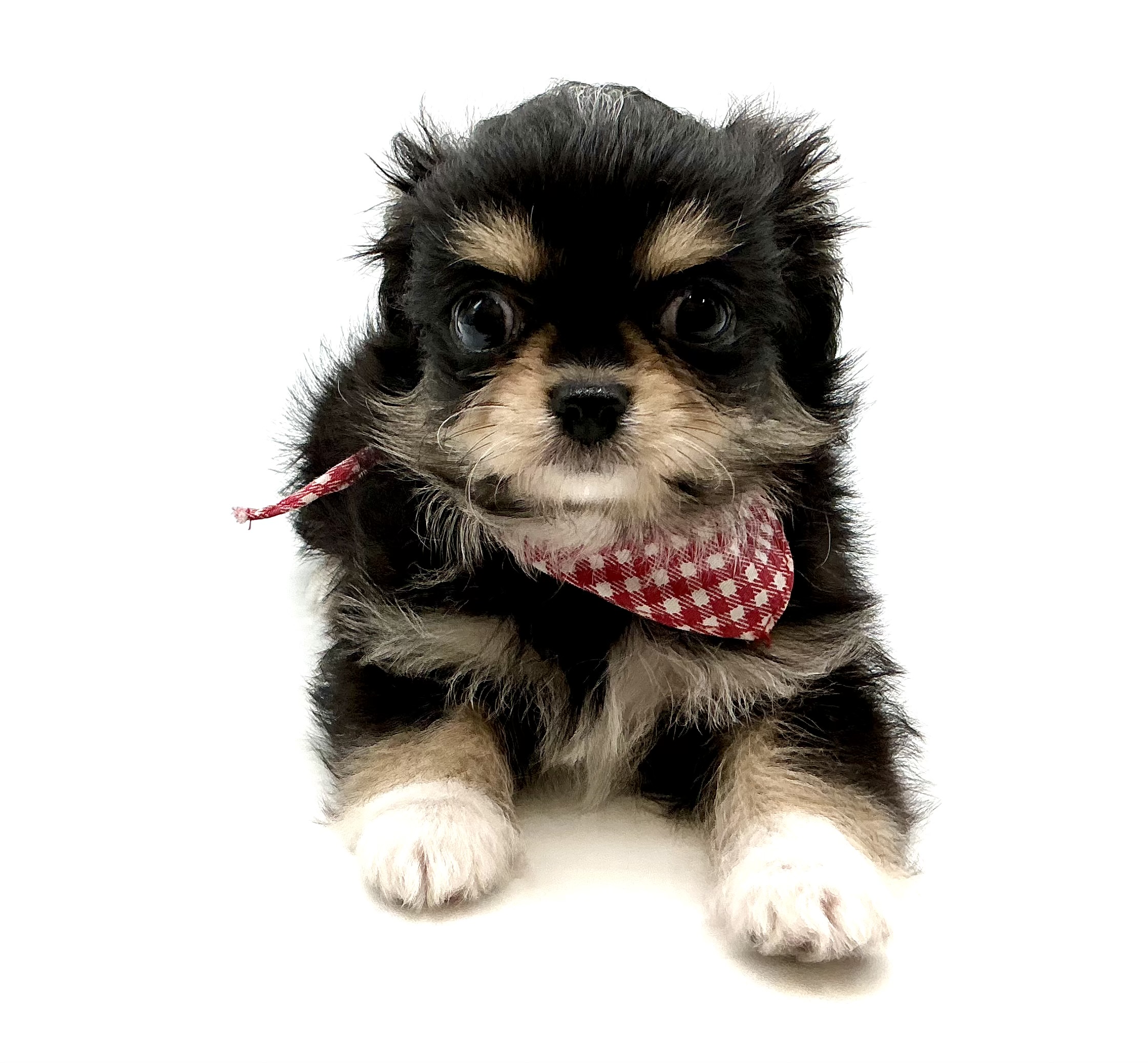 埼玉県のハーフ犬・ミックス犬 (ペッツワン鶴ヶ島店/2026年3月24日生まれ/女の子/ブラックタンホワイト)の子犬の2枚目の画像