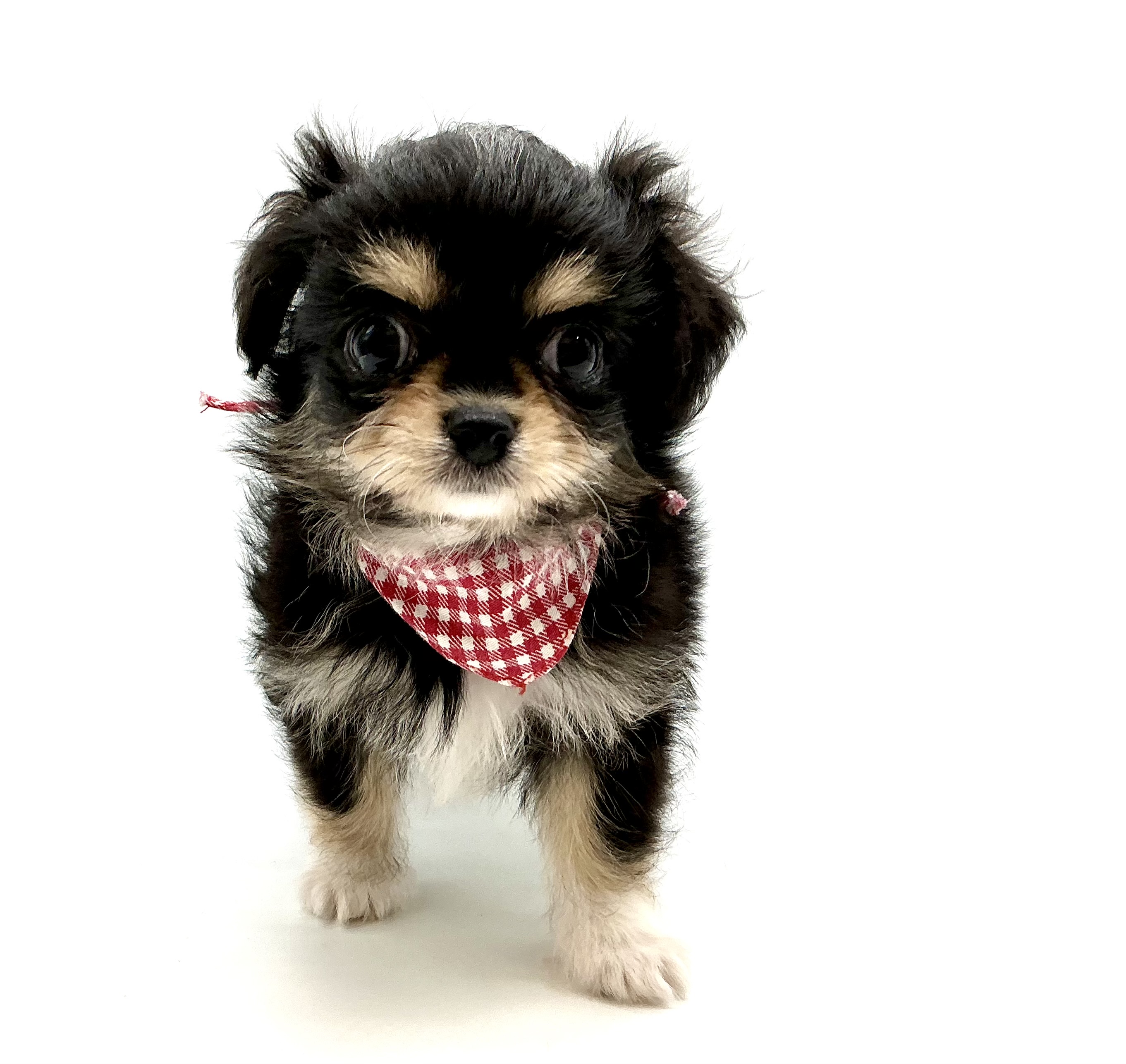 埼玉県のハーフ犬・ミックス犬 (ペッツワン鶴ヶ島店/2026年3月24日生まれ/女の子/ブラックタンホワイト)の子犬の1枚目の画像