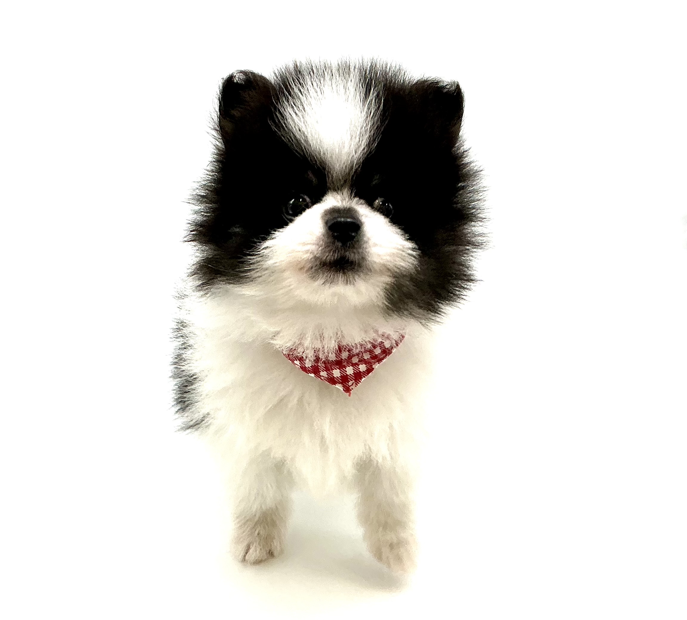 埼玉県のハーフ犬・ミックス犬 (ペッツワン鶴ヶ島店/2026年3月20日生まれ/男の子/ホワイトブラック)の子犬の1枚目の画像
