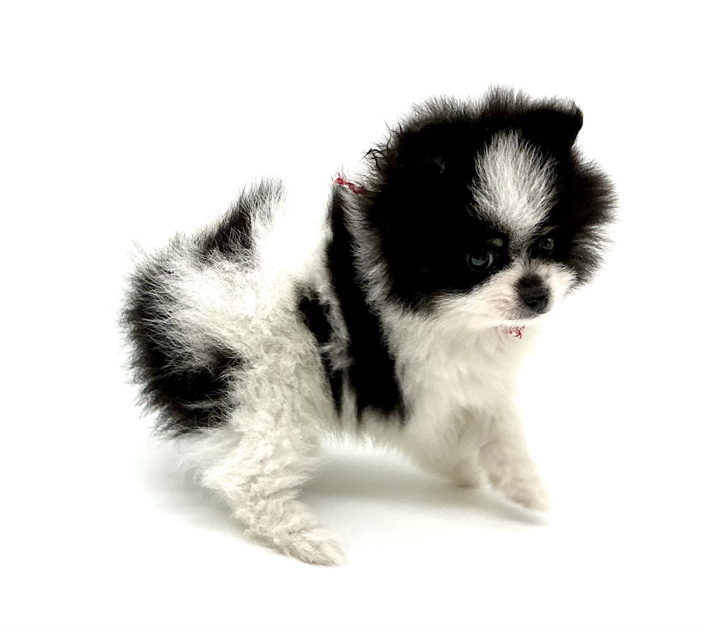 埼玉県のハーフ犬・ミックス犬 (ペッツワン鶴ヶ島店/2026年3月20日生まれ/男の子/ホワイトブラック)の子犬の2枚目の画像