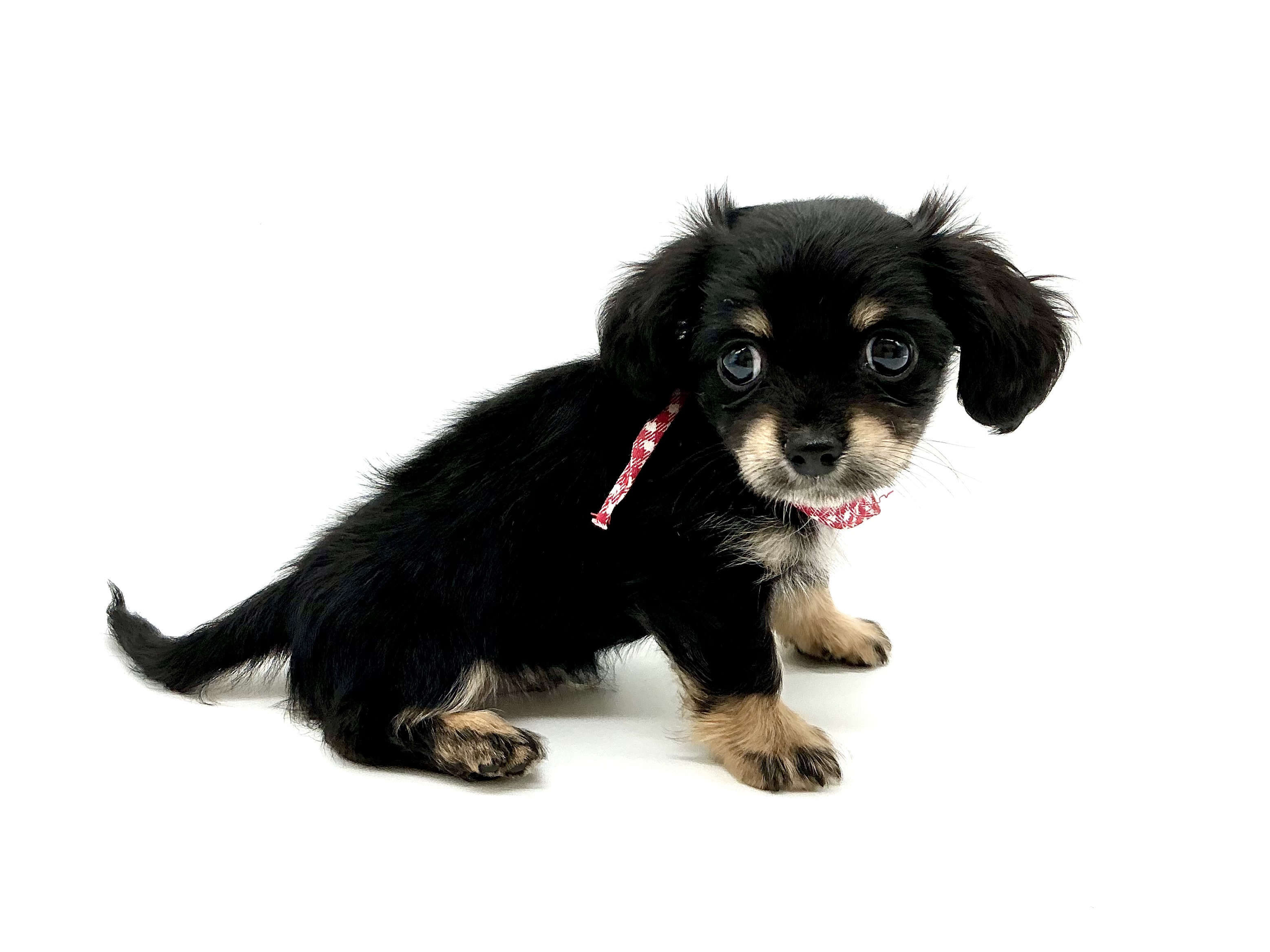 埼玉県のハーフ犬・ミックス犬 (ペッツワン鶴ヶ島店/2026年3月28日生まれ/男の子/ブラックタン)の子犬の3枚目の画像