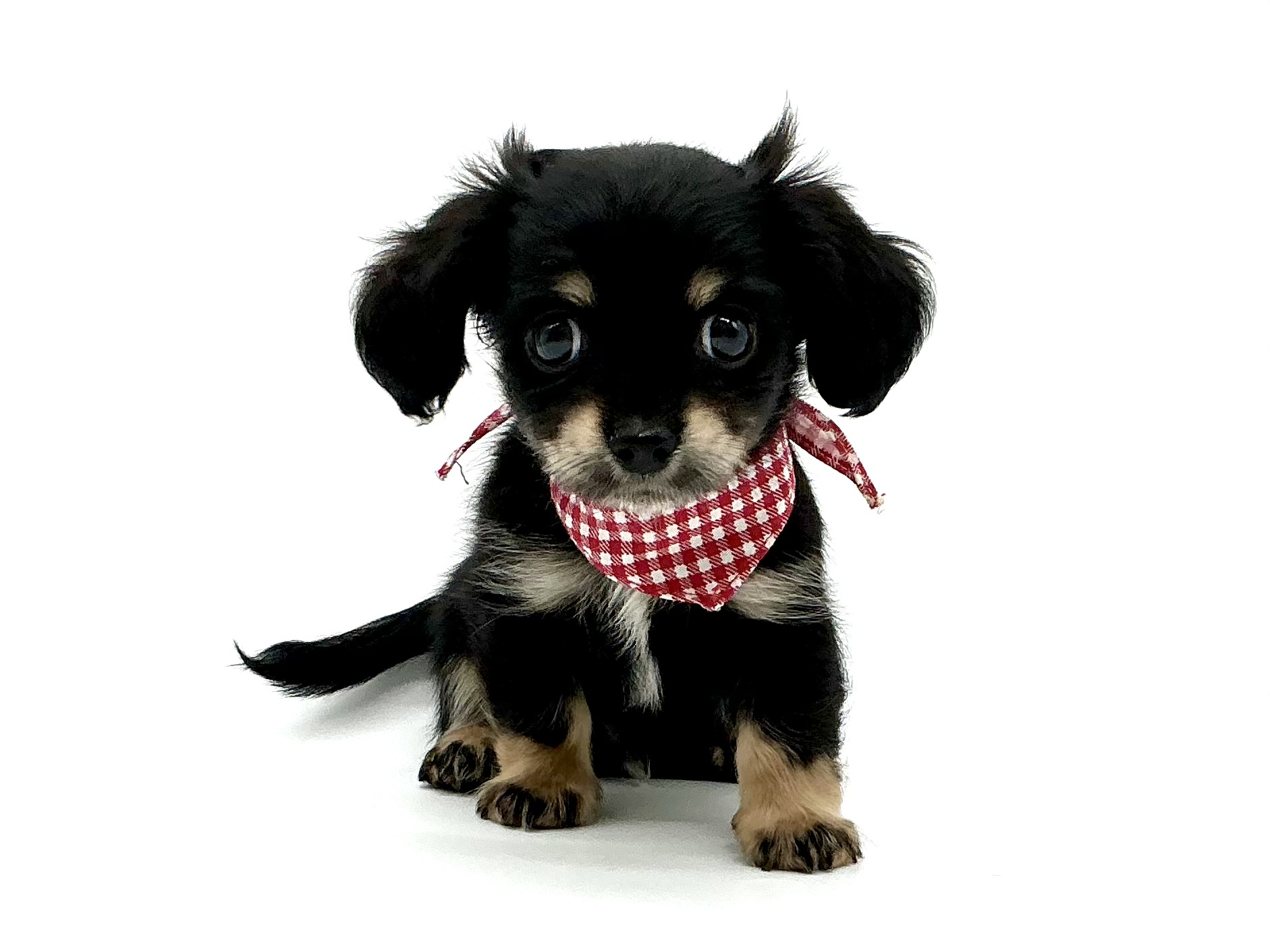 埼玉県のハーフ犬・ミックス犬 (ペッツワン鶴ヶ島店/2026年3月28日生まれ/男の子/ブラックタン)の子犬の1枚目の画像