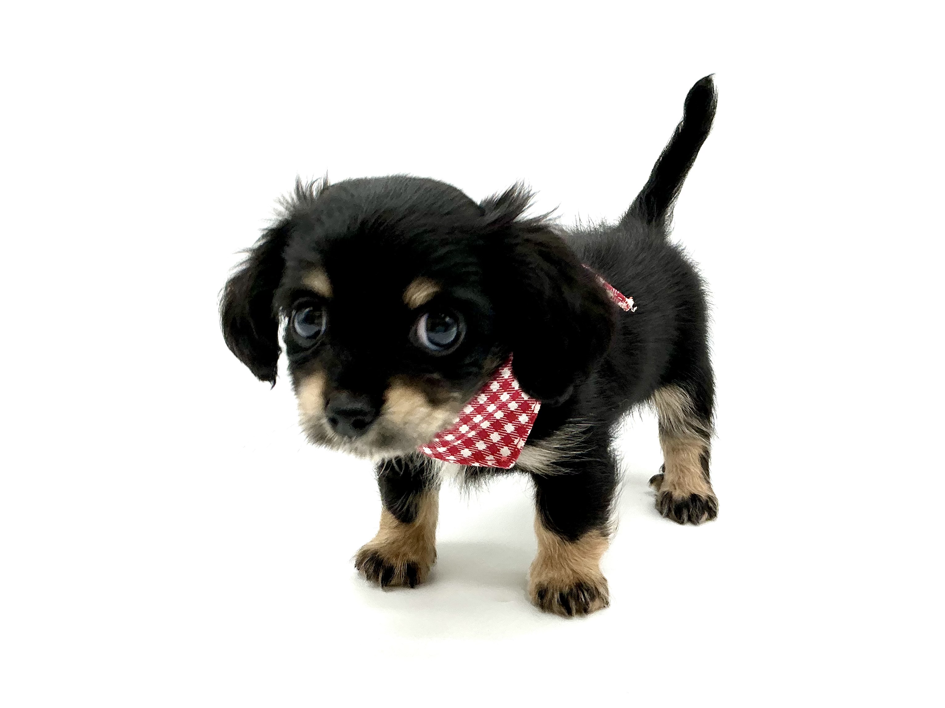 埼玉県のハーフ犬・ミックス犬 (ペッツワン鶴ヶ島店/2026年3月28日生まれ/男の子/ブラックタン)の子犬の2枚目の画像