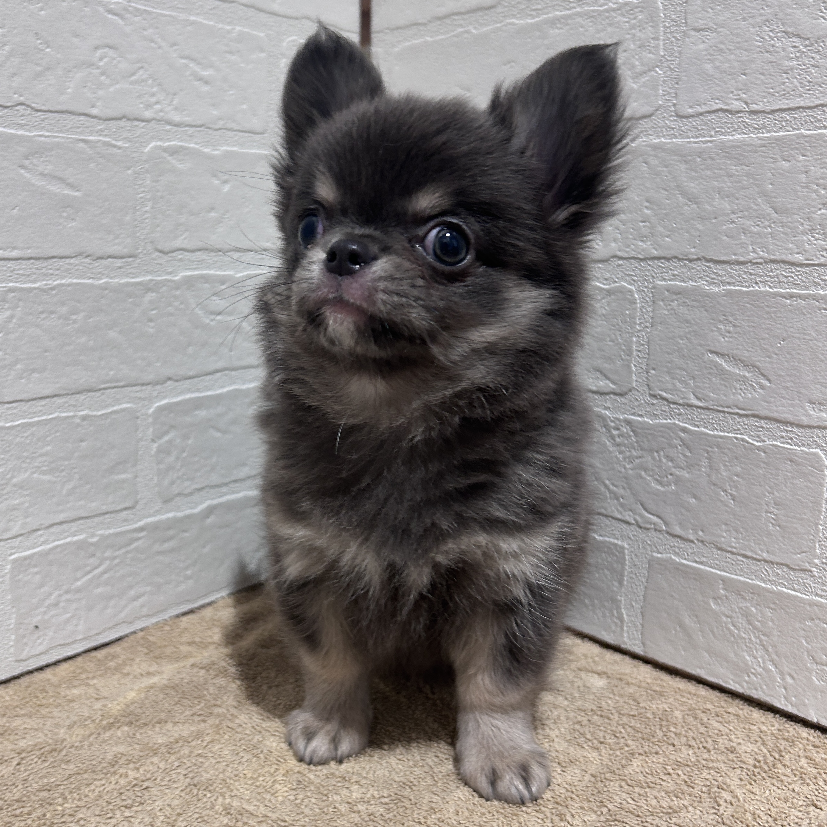 チワワ(ロング)(ブルータン)の子犬を価格や特徴で探す|ペットショップ