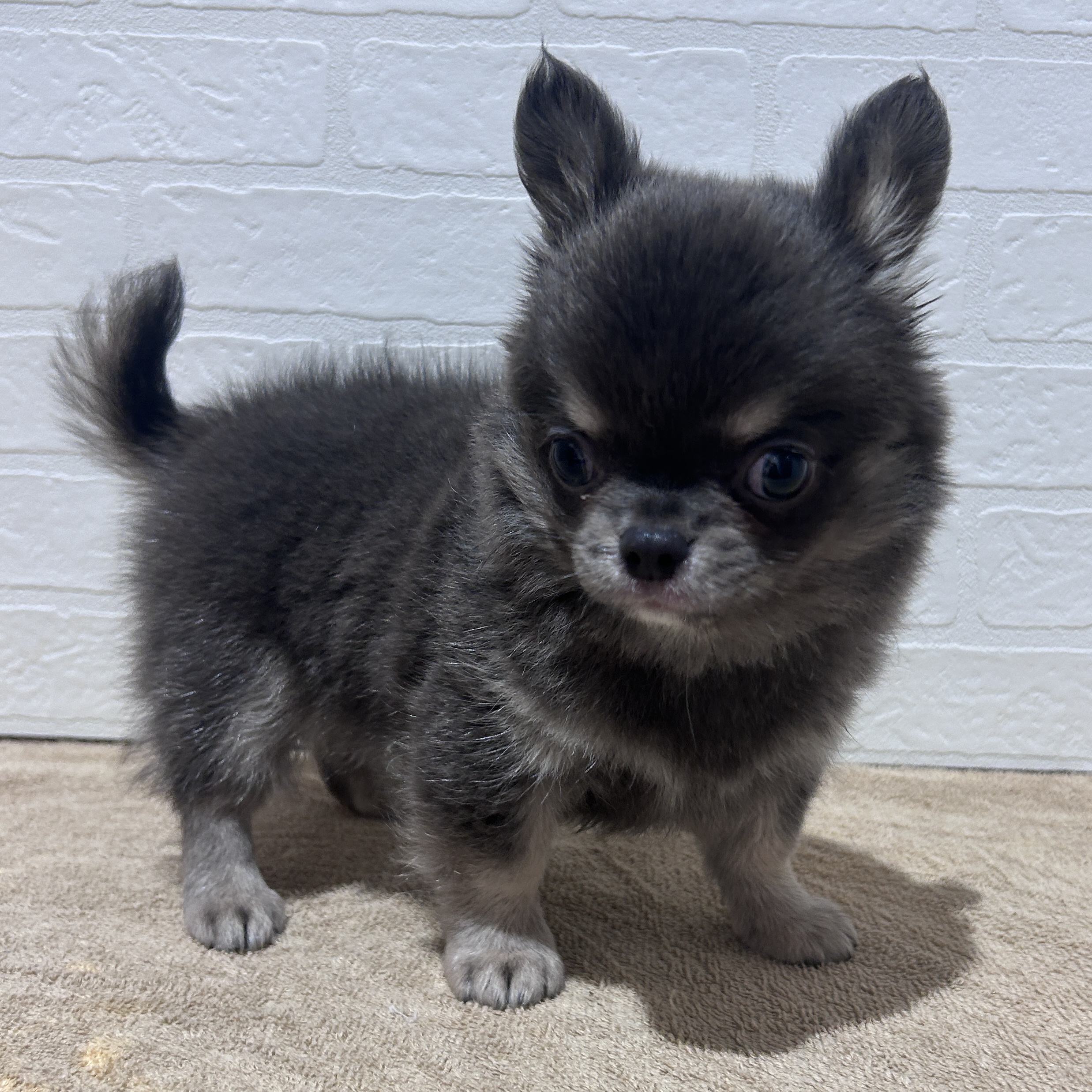 チワワ(ロング)(ブルータン)の子犬を価格や特徴で探す|ペットショップ